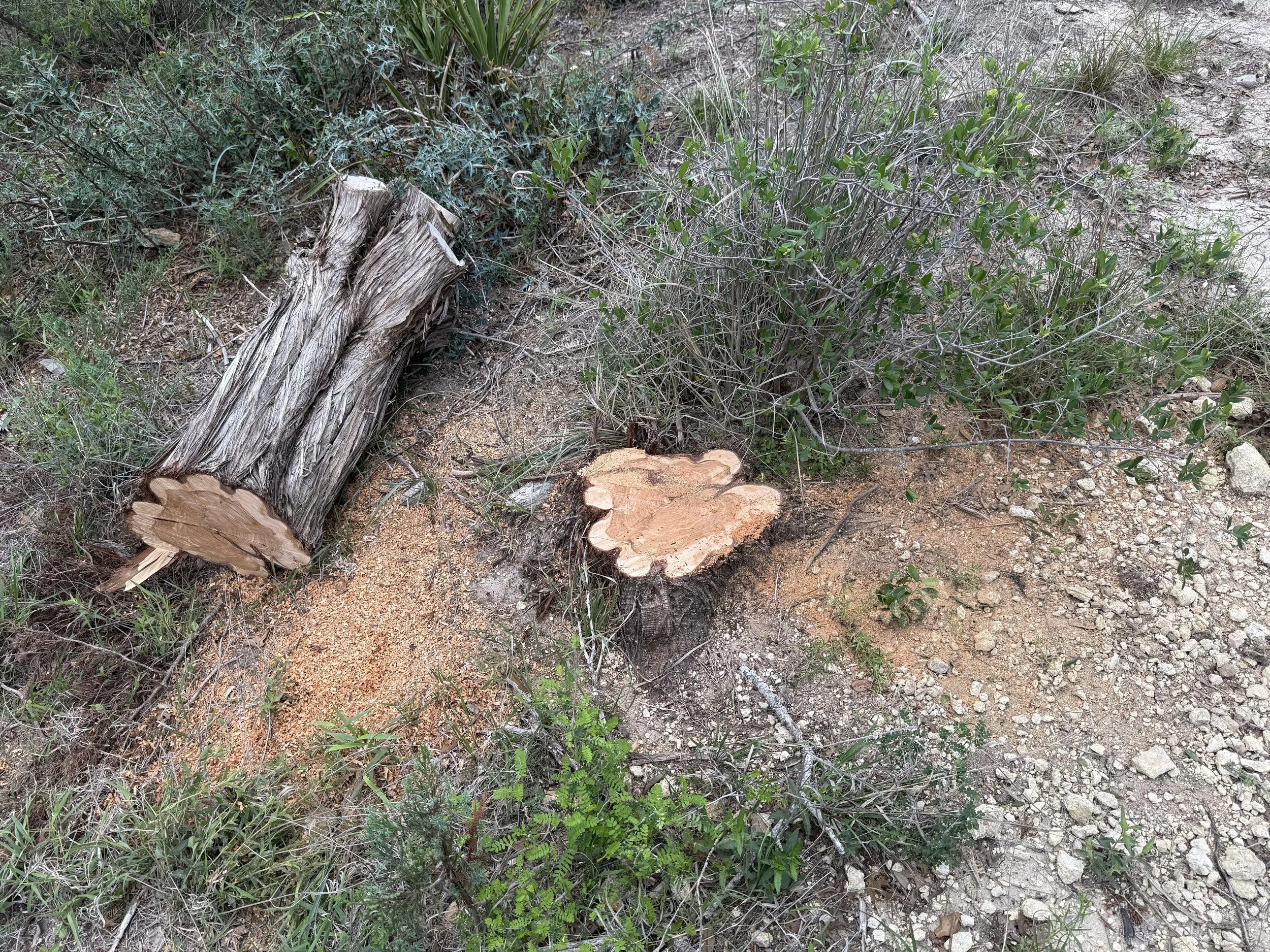 Cedar Tree Stump Removal, Bandera, Texas