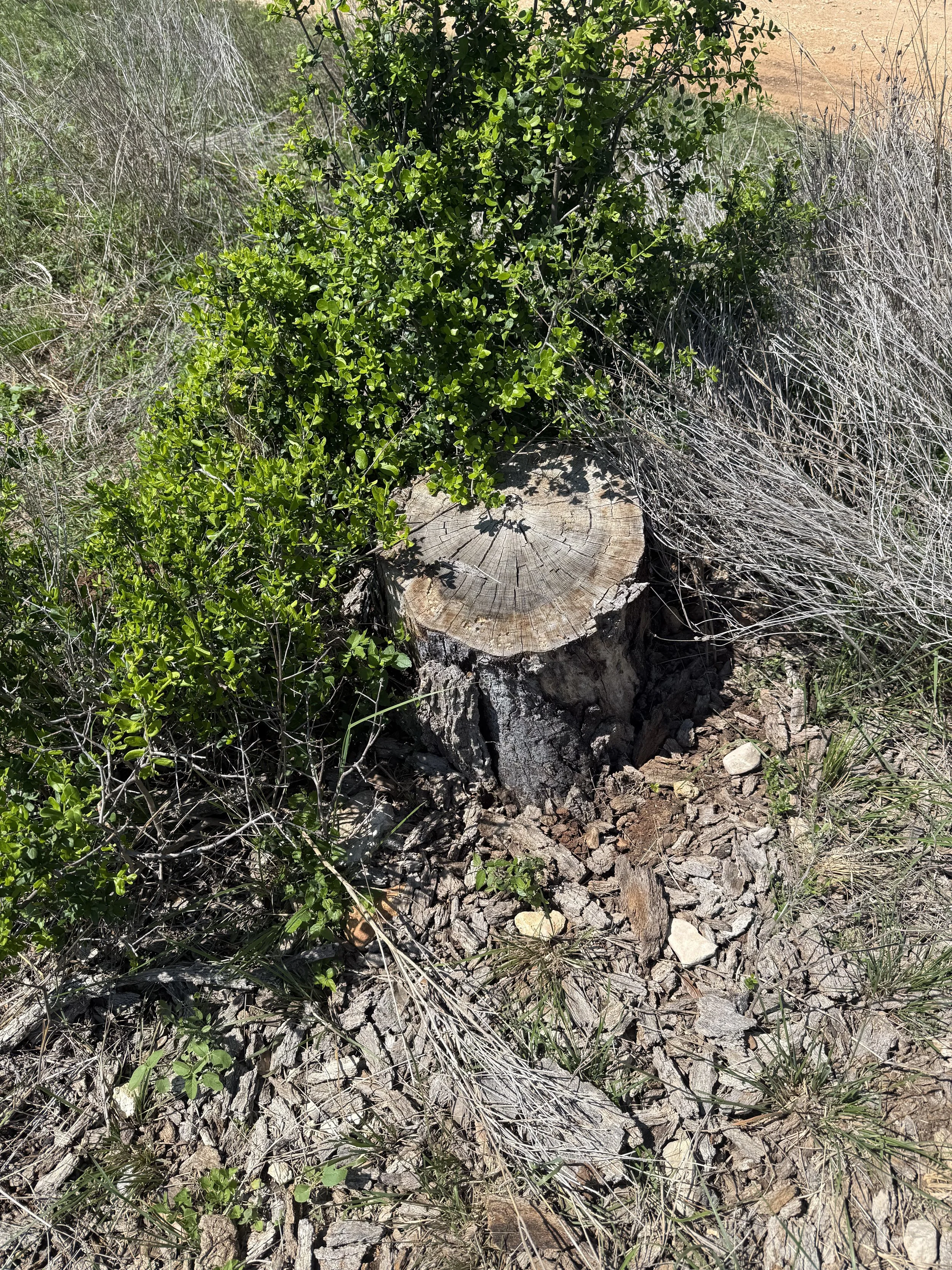 Oak Tree Stump Removal Bandera, Texas