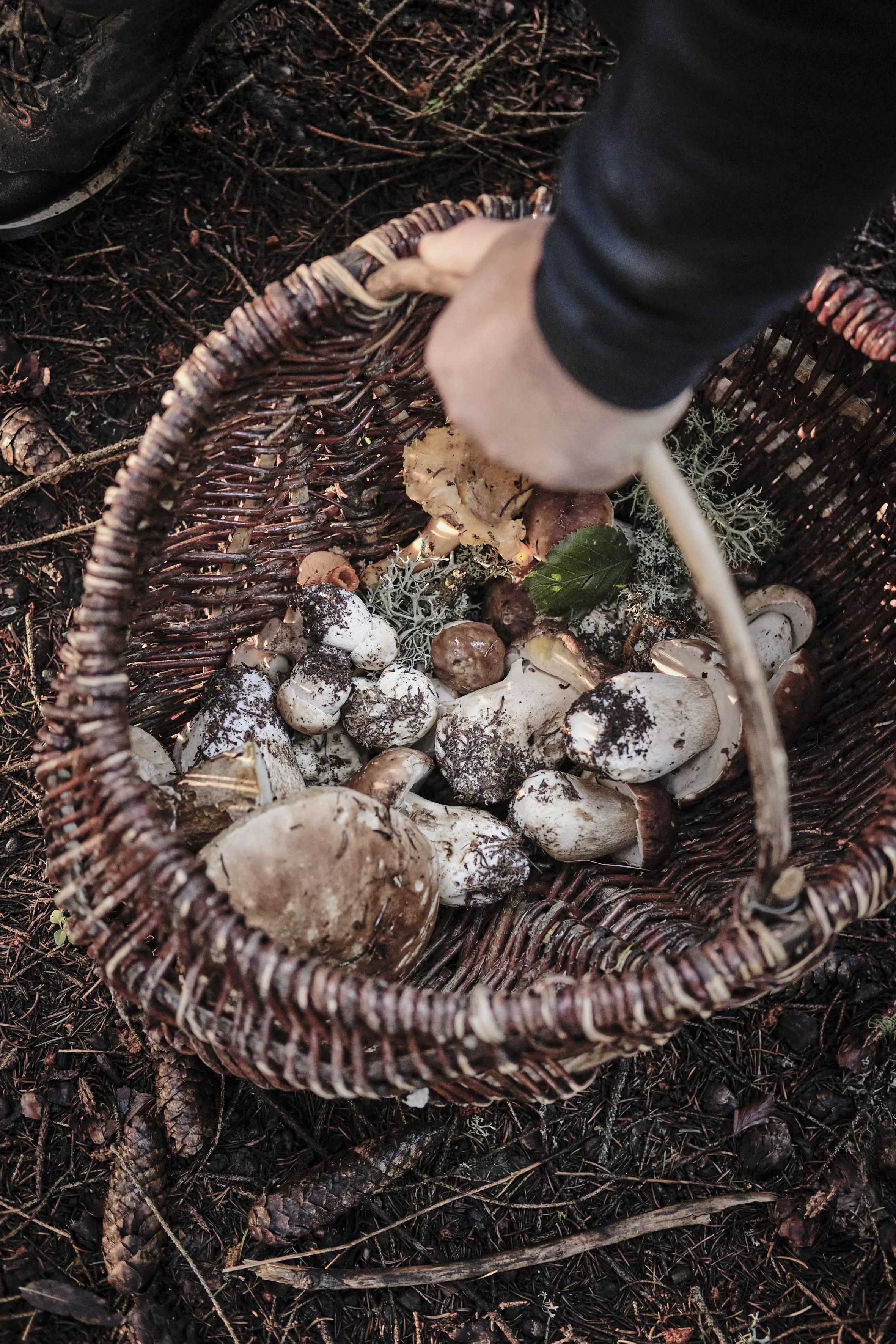 Delphine-Constantini-reportage-champignons-cuillette-montagne-chef