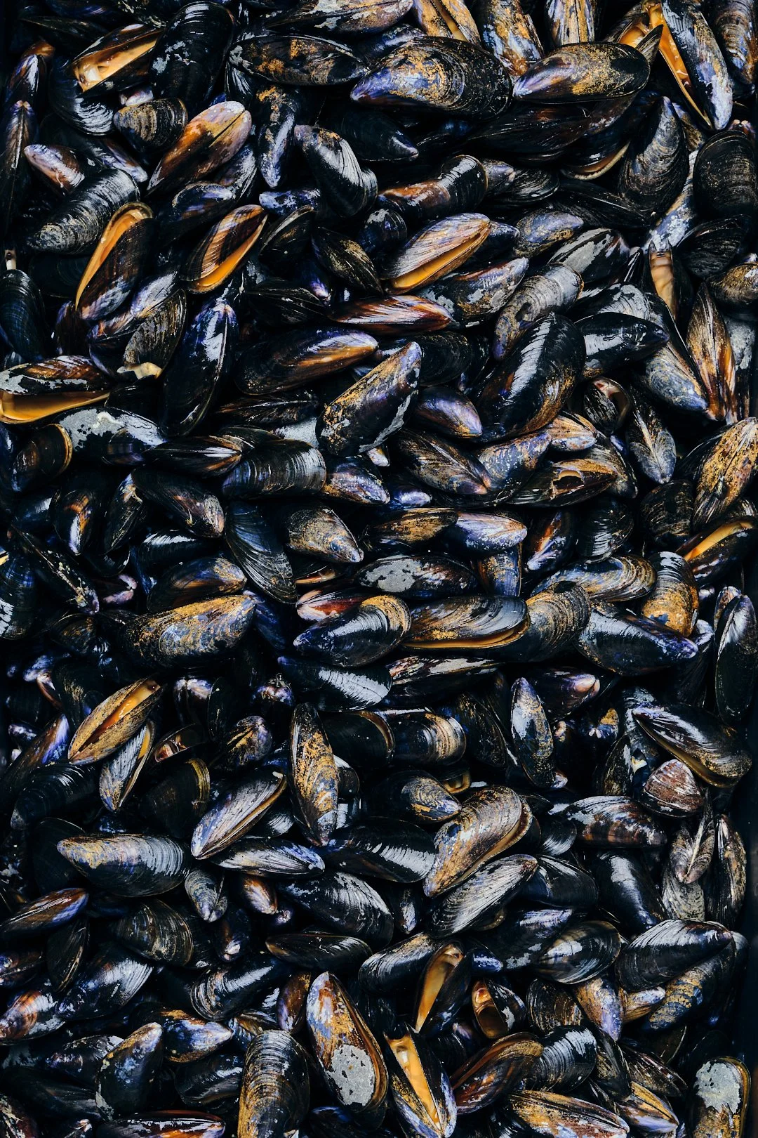 Delphine-Constantini-macro-moules