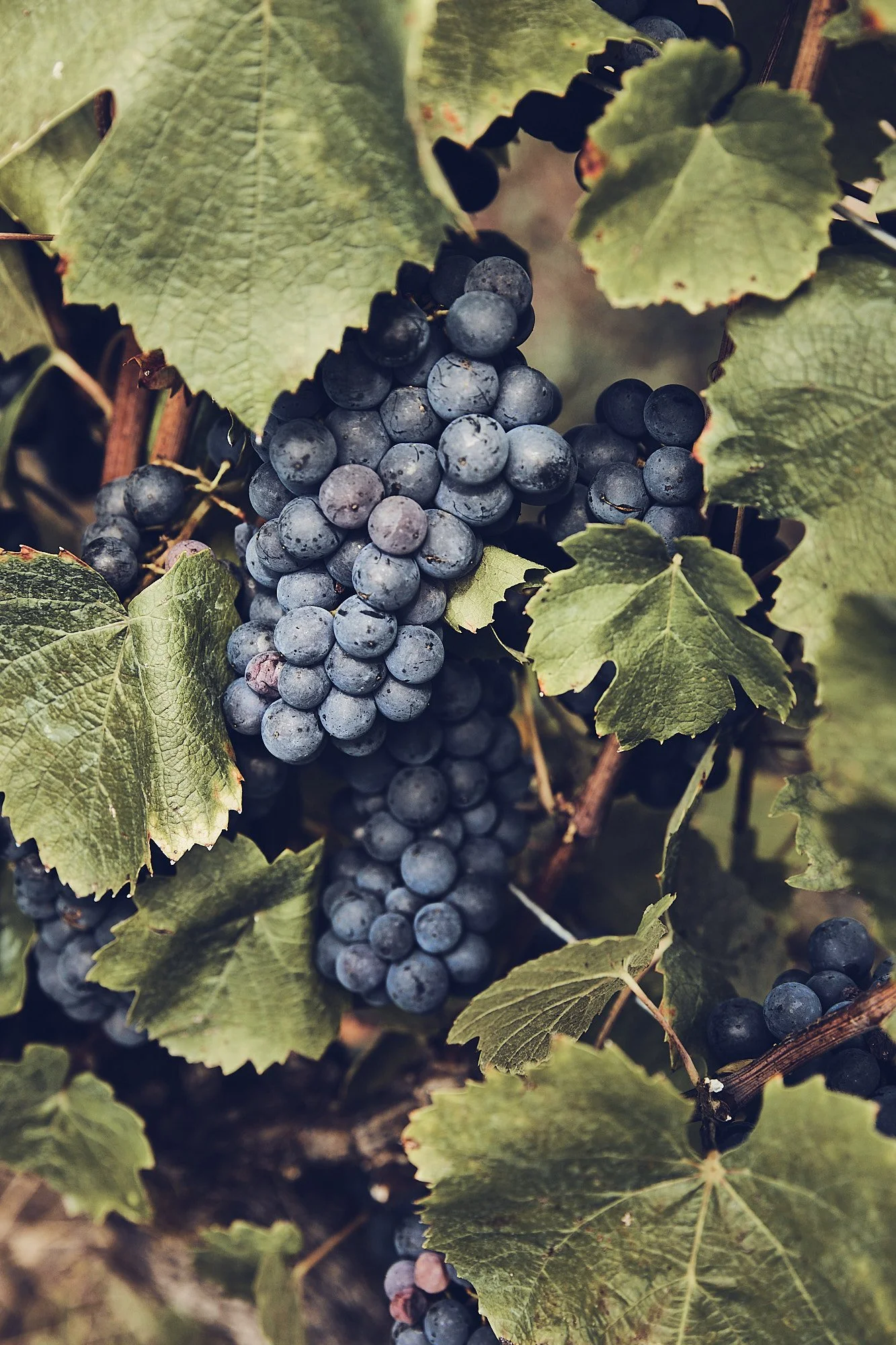 Delphine-Constantini-raisins-vignes
