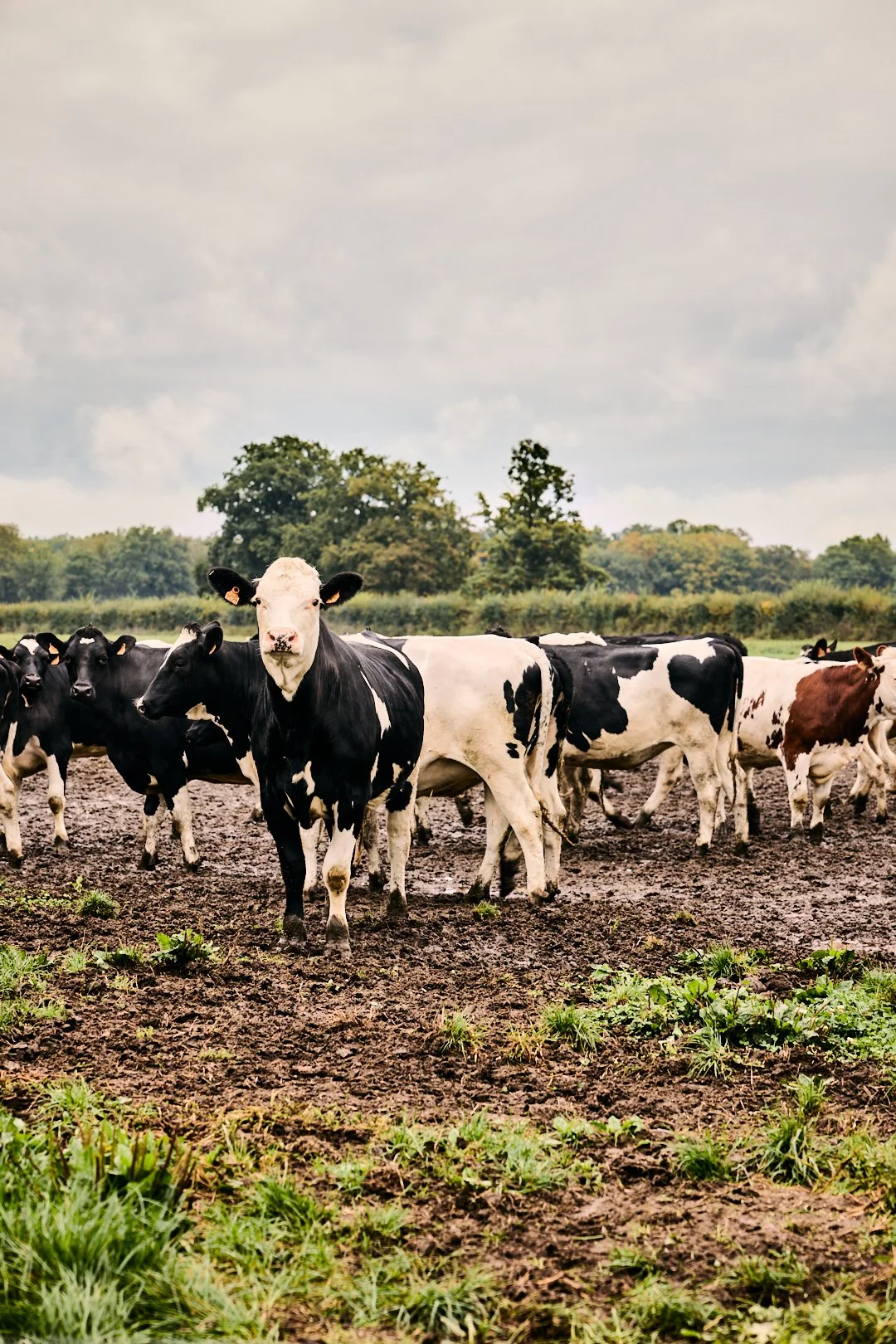 Delphine-Constantini-reportage-vaches-la-ferme-des-arpents