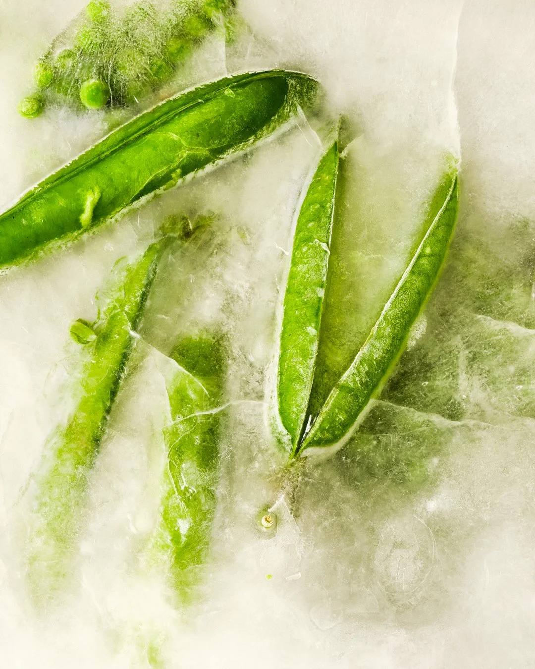 Germes de pois mange-tout en train de pousser dans la glace.