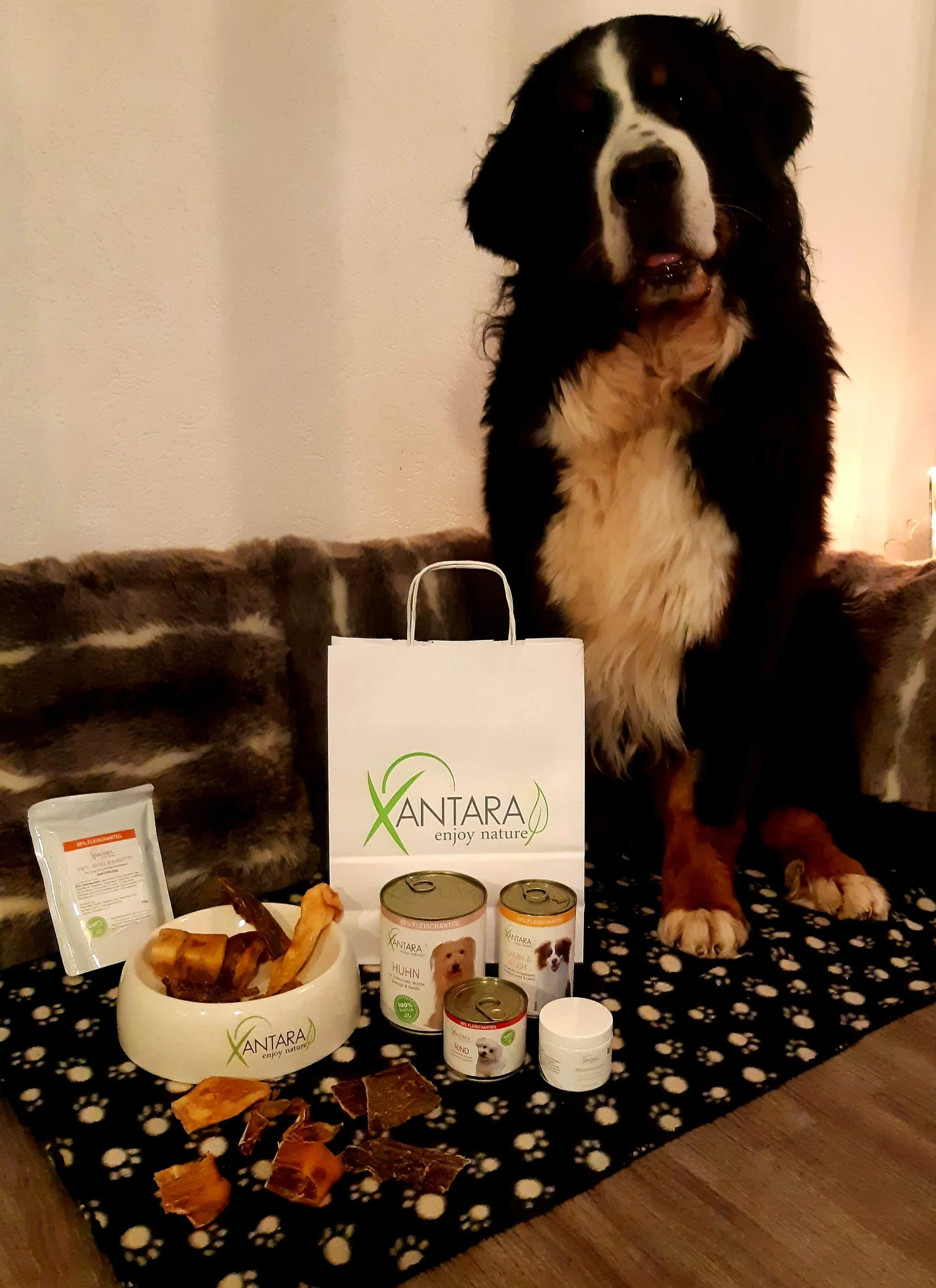 xantara_hundefutter_onlineshop_salome_ferreira