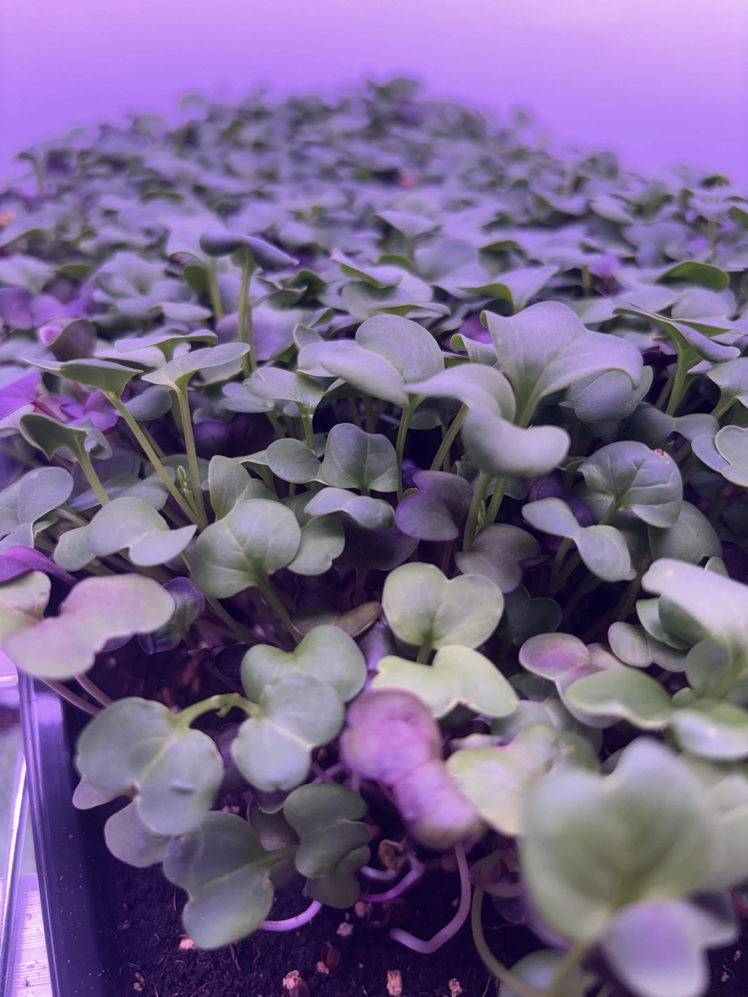 Small Plants with Remarkable Potential
