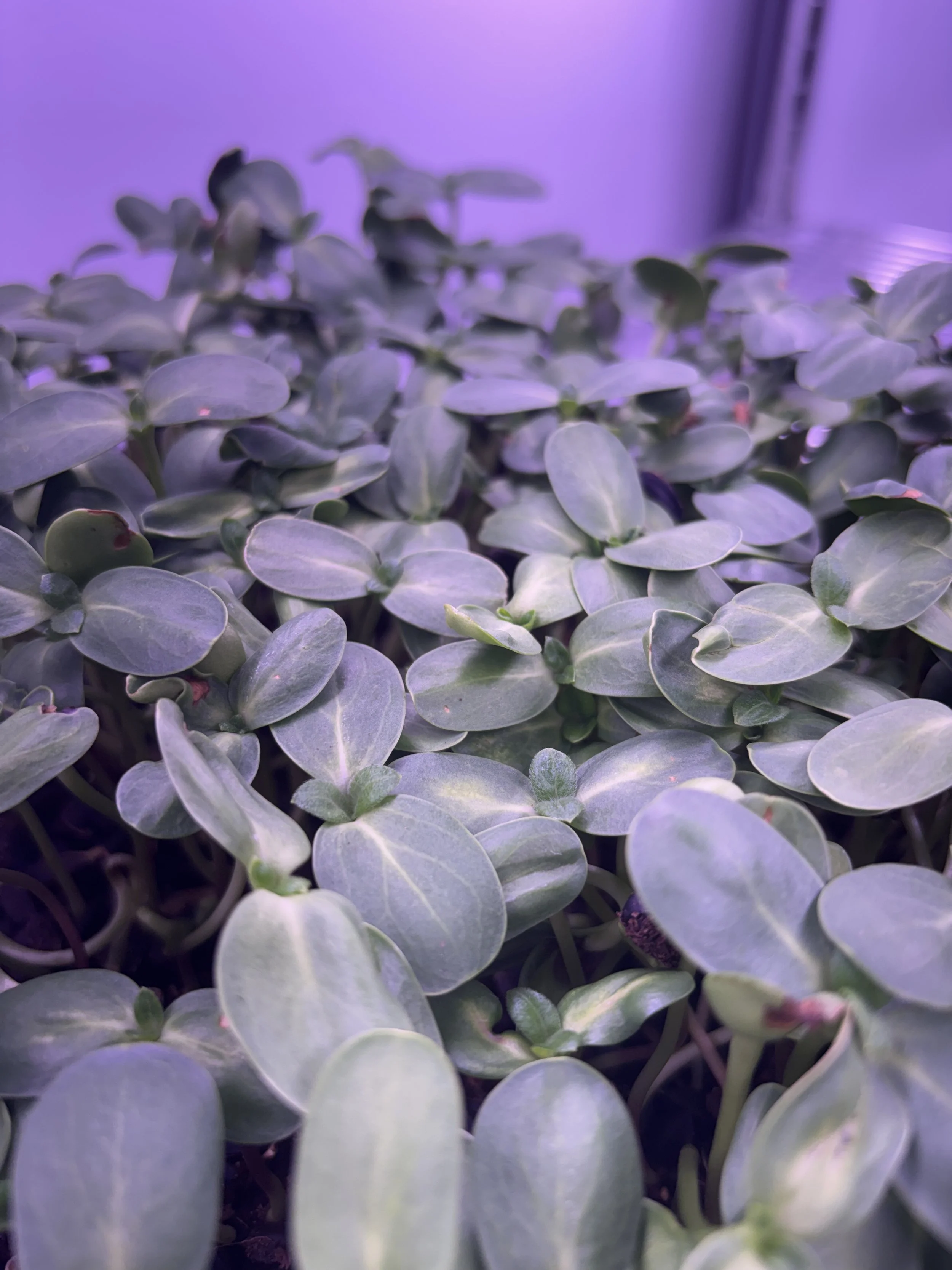 Nature’s Tiny Superfoods with a Big Future