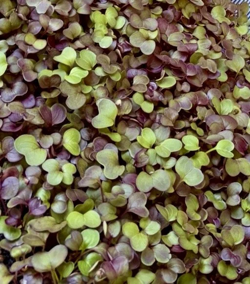 Radish