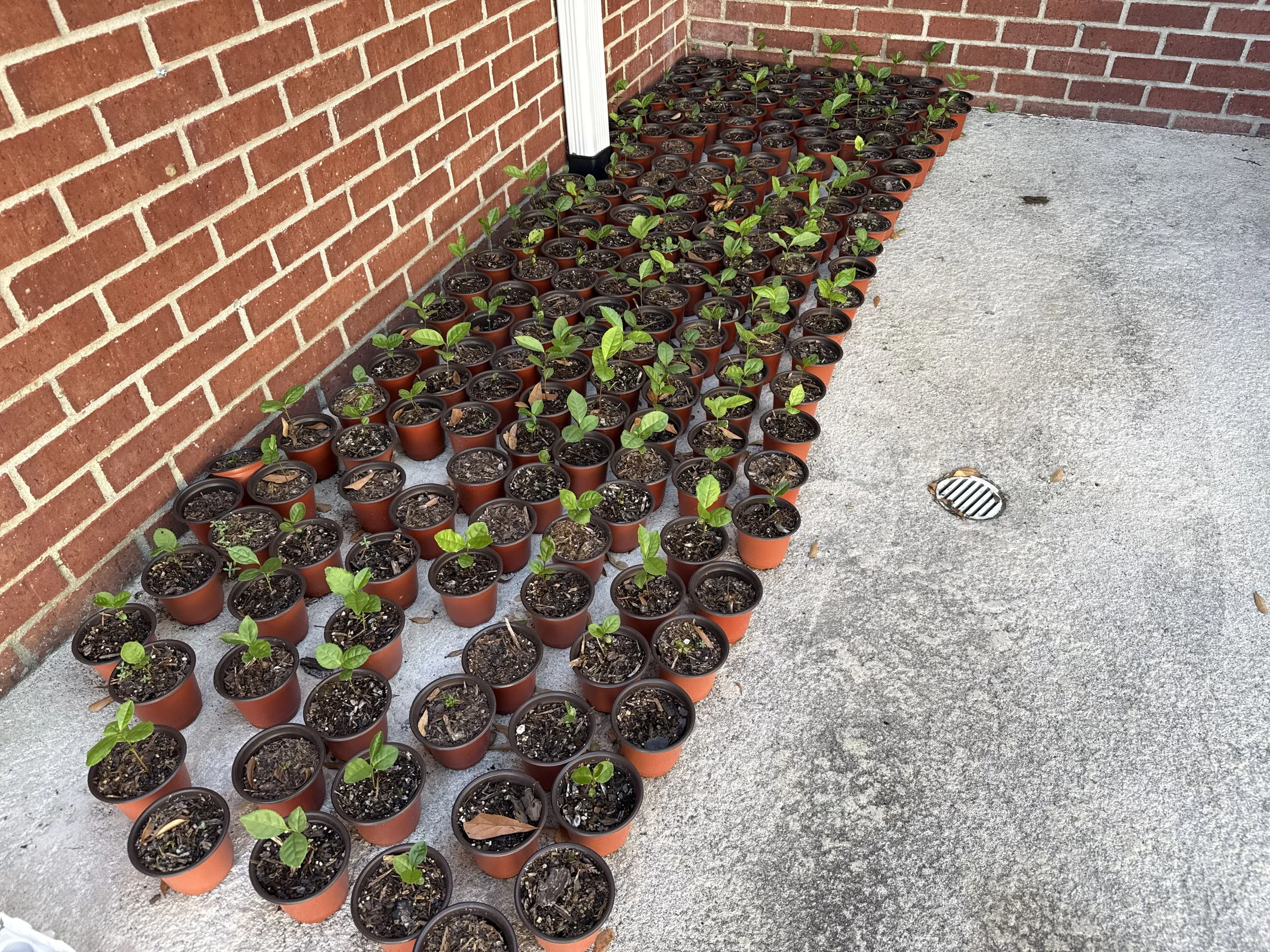 This is the first batch of Camellia sinensis "Fairhope Select" from Camellia Forest Nursery