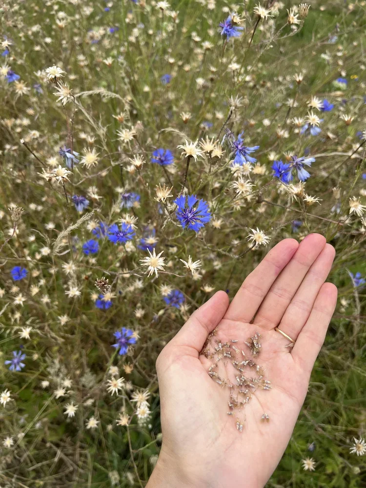 Seeds