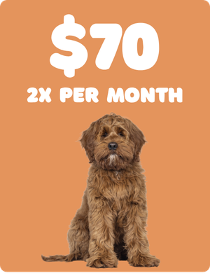 Promotional graphic with a brown puppy sitting against an orange background, advertising a $70 price with a 2x per month payment plan.