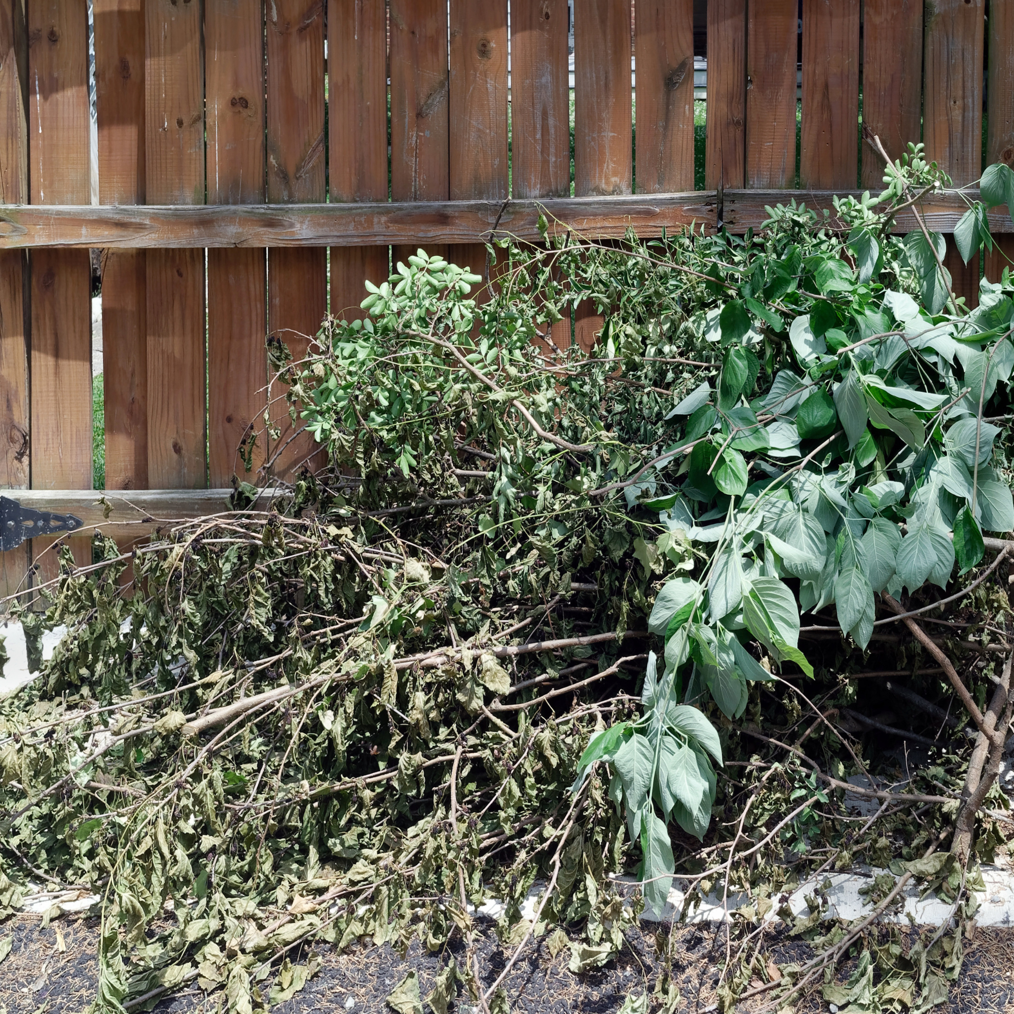 A wooden fence with a fallen leafy branch in front of it.