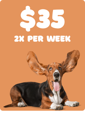 An advertisement featuring a dog with large ears, a price of $35, and text stating '2X PER WEEK'.