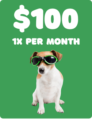 A dog with green sunglasses on a green background promoting a $100 monthly offer.