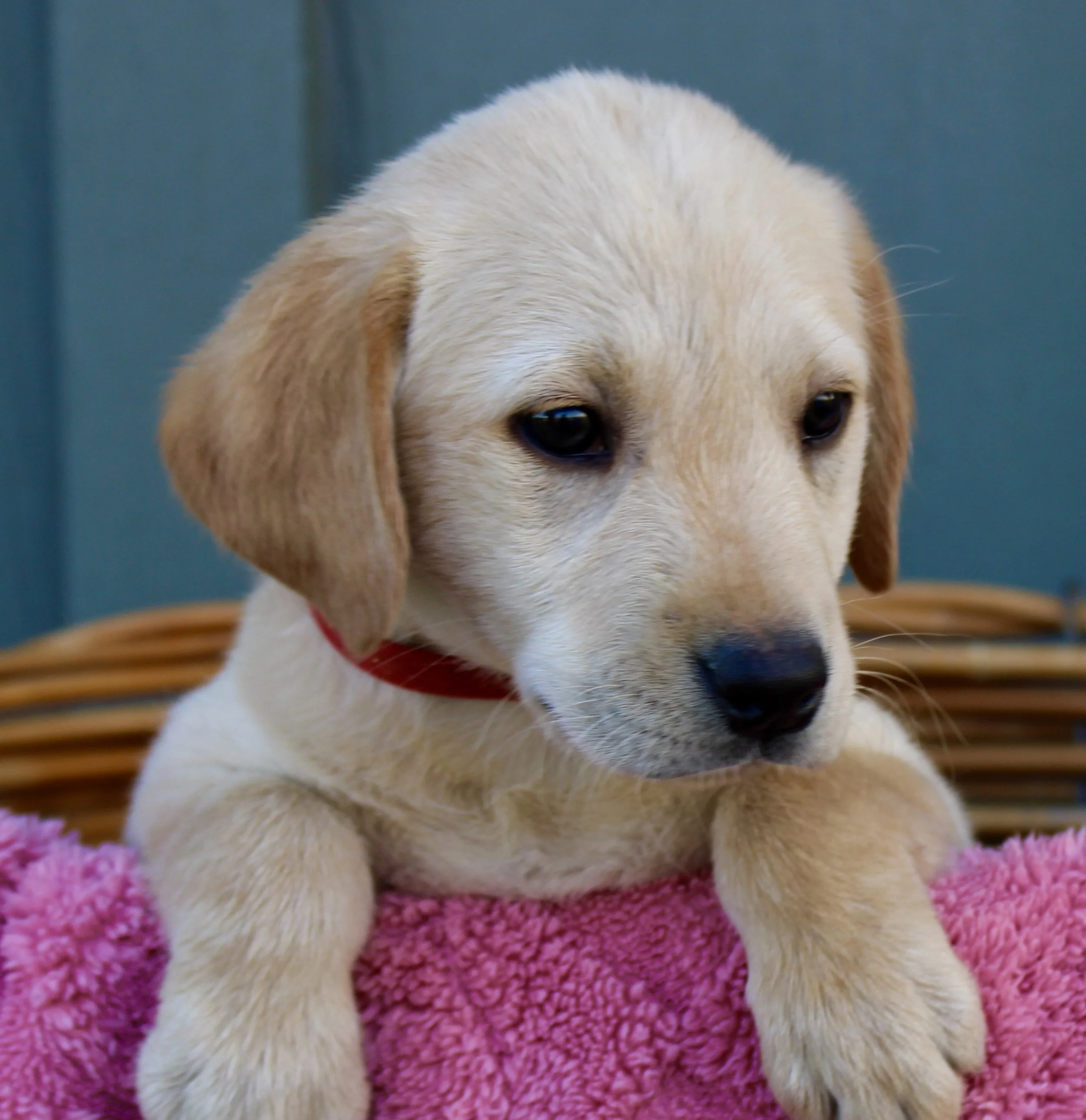 Close-up of a yellow Labrador puppy with dark eyes, lying on a pink fluffy blanket.