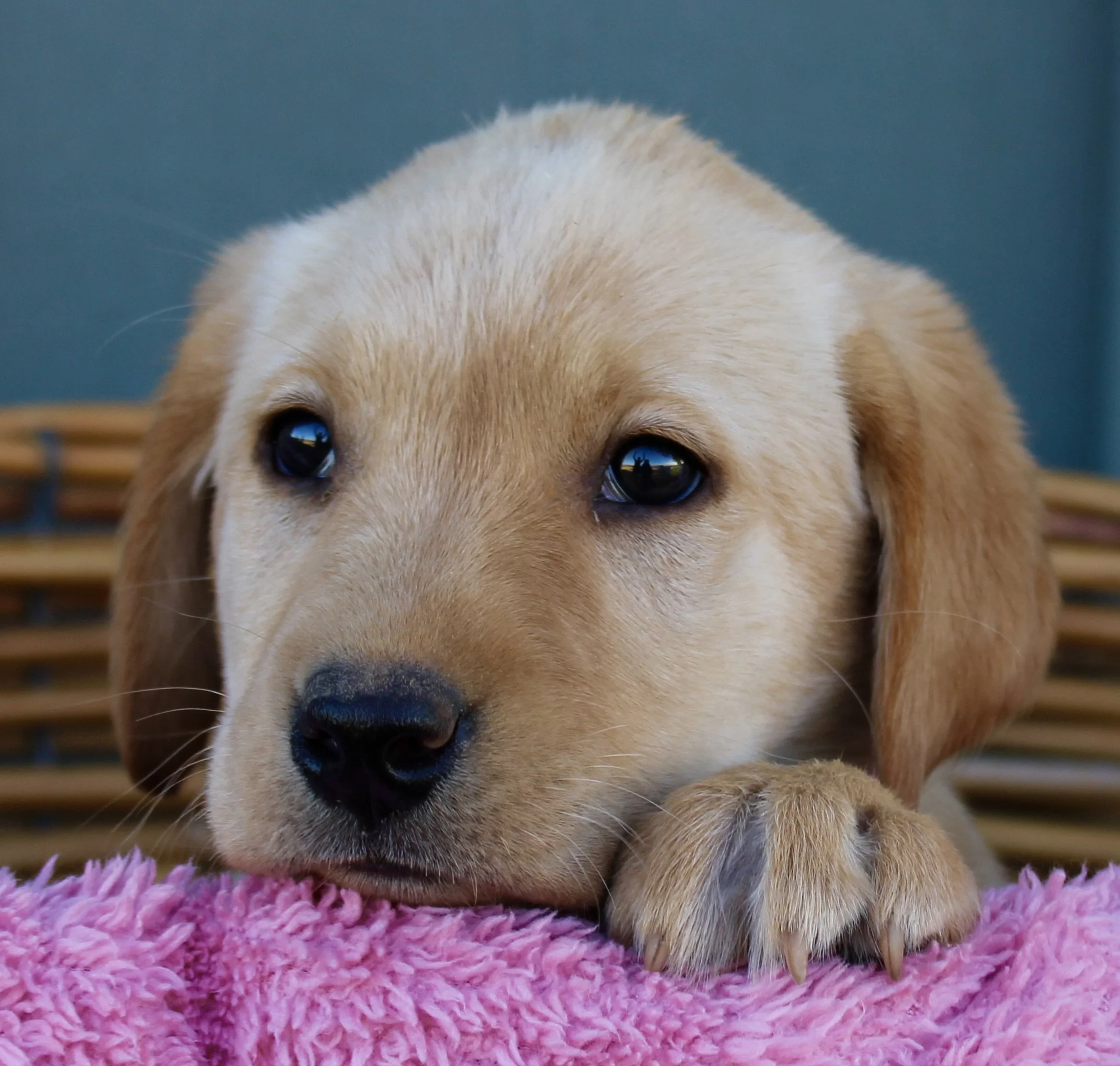 Splash, a chunky, sturdy-built yellow Labrador Retriever puppy for sale in Northern California — playful, spunky, and full of bird-drive intensity.