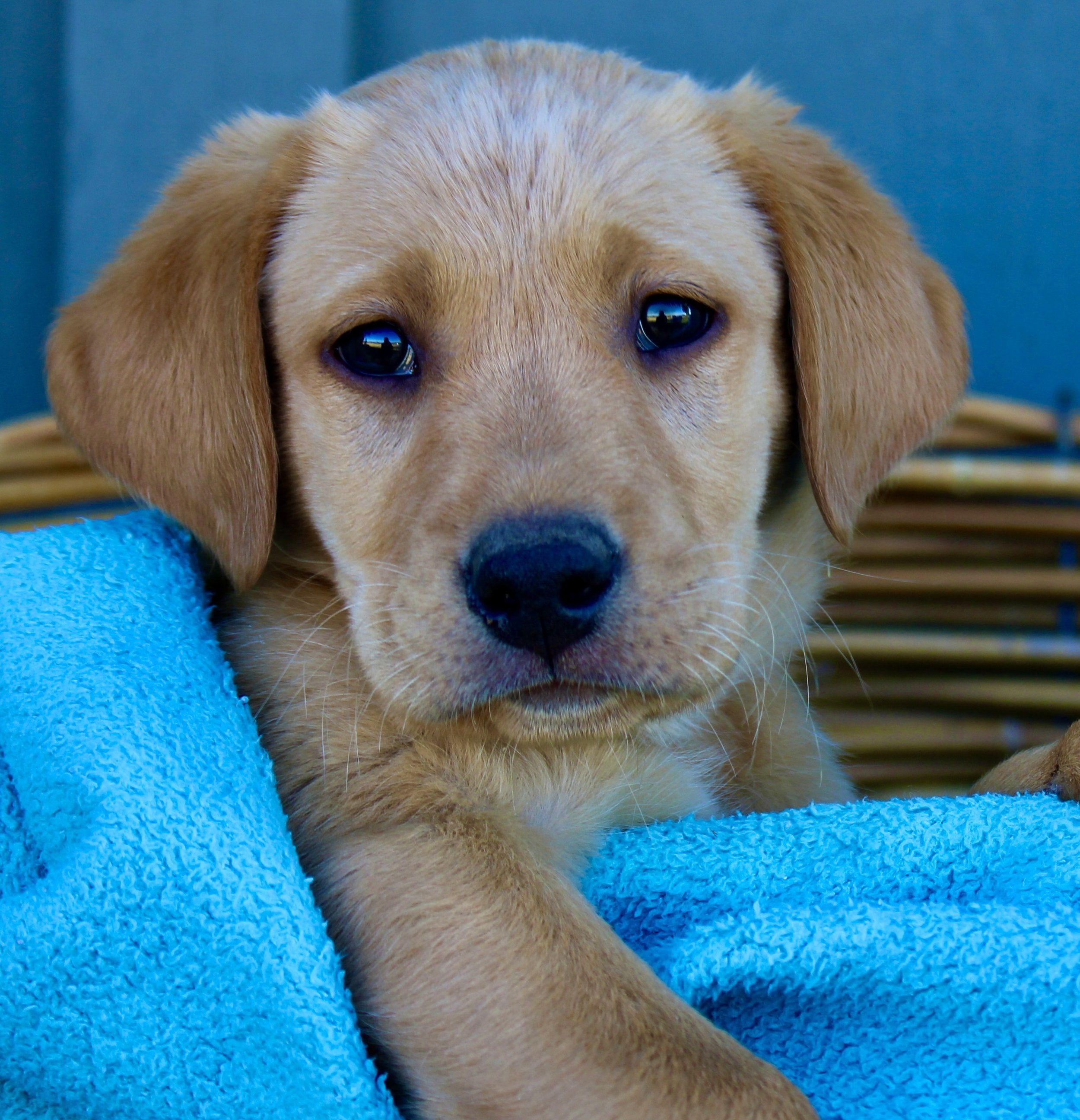 Surfer, a fox red Labrador Retriever puppy for sale near Sacramento, CA — birdy, even-tempered, out of Amica x Boone