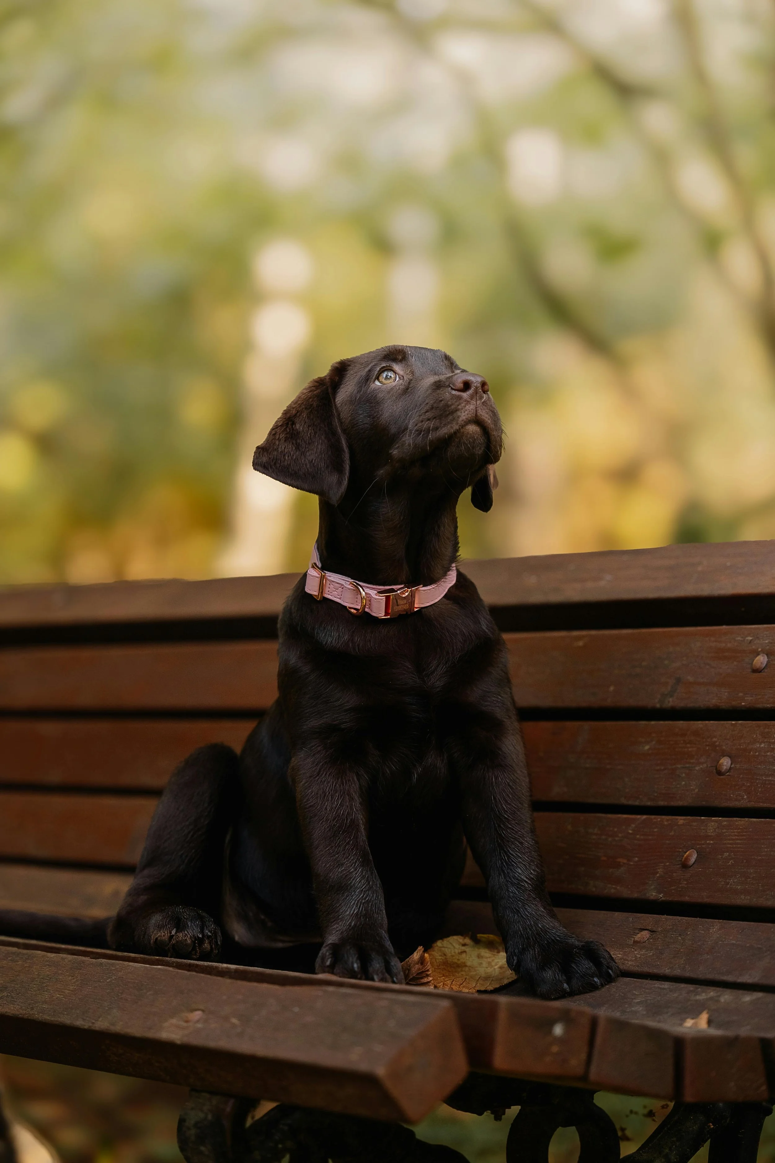 A black Labrador puppy with a pink collar sitting on a wooden park bench, looking upward with a blurred autumnal background of trees and leaves.