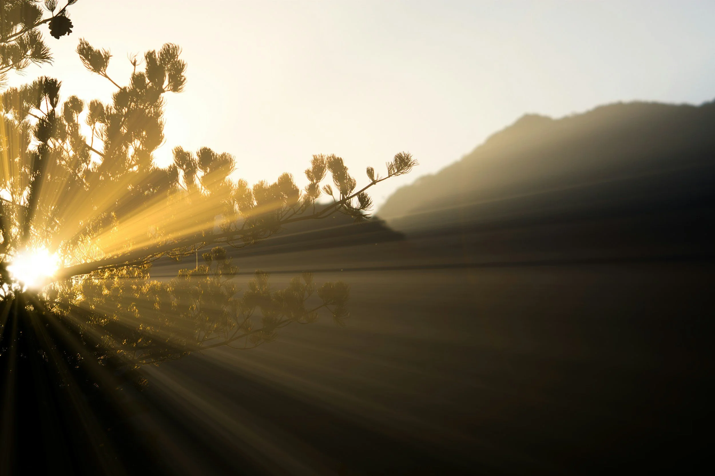 Sunlight shining through pine tree branches at sunrise or sunset with a mountain in the background.