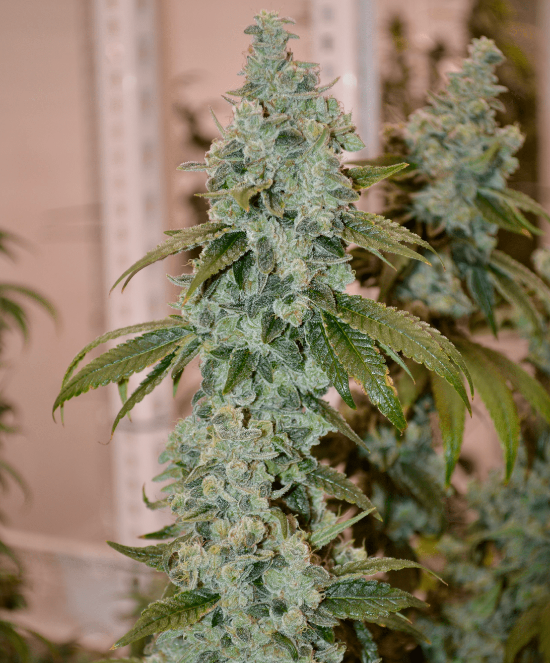 Our Summer Strains Spotlight