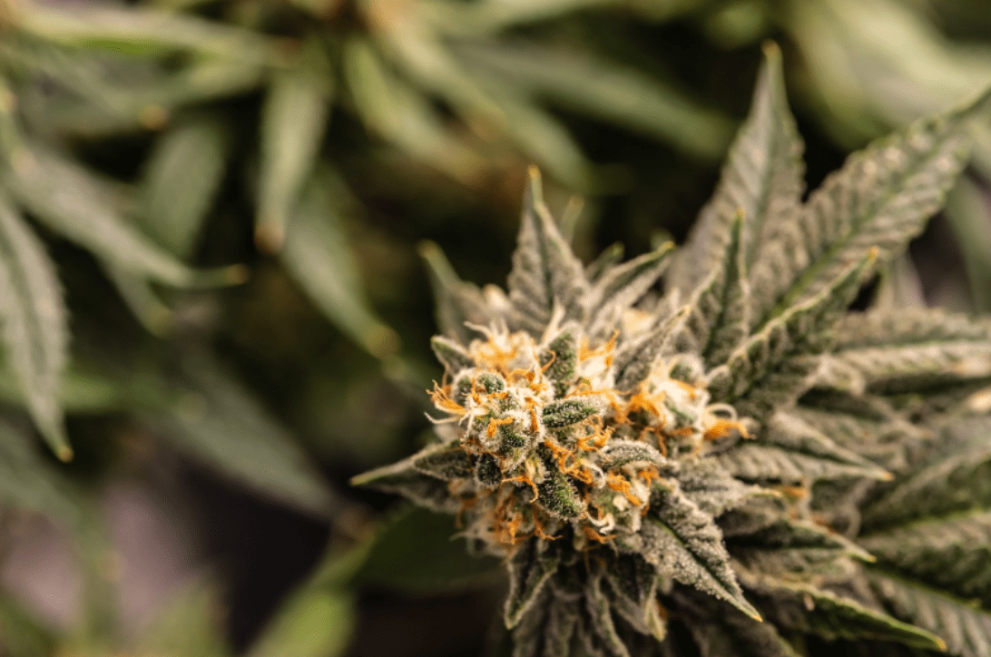 The Miracles of Medicinal Marijuana</a>
