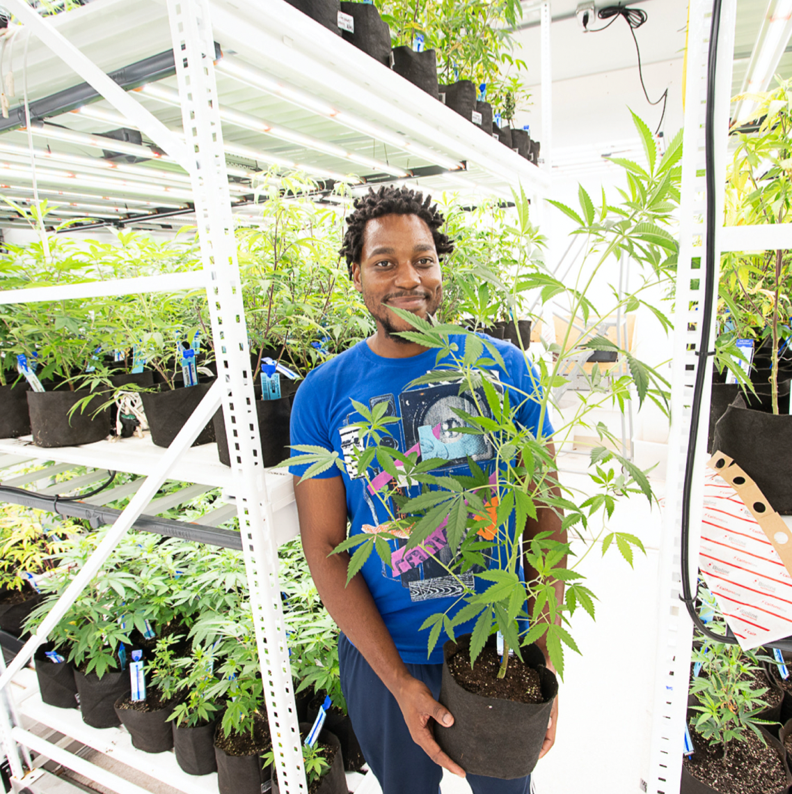 The Great American Cannabis Experiment - Politico Magazine</a>