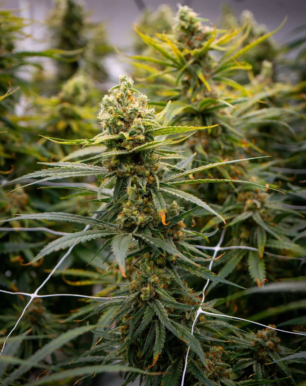 Cannabis industry in Mass. continues to evolve