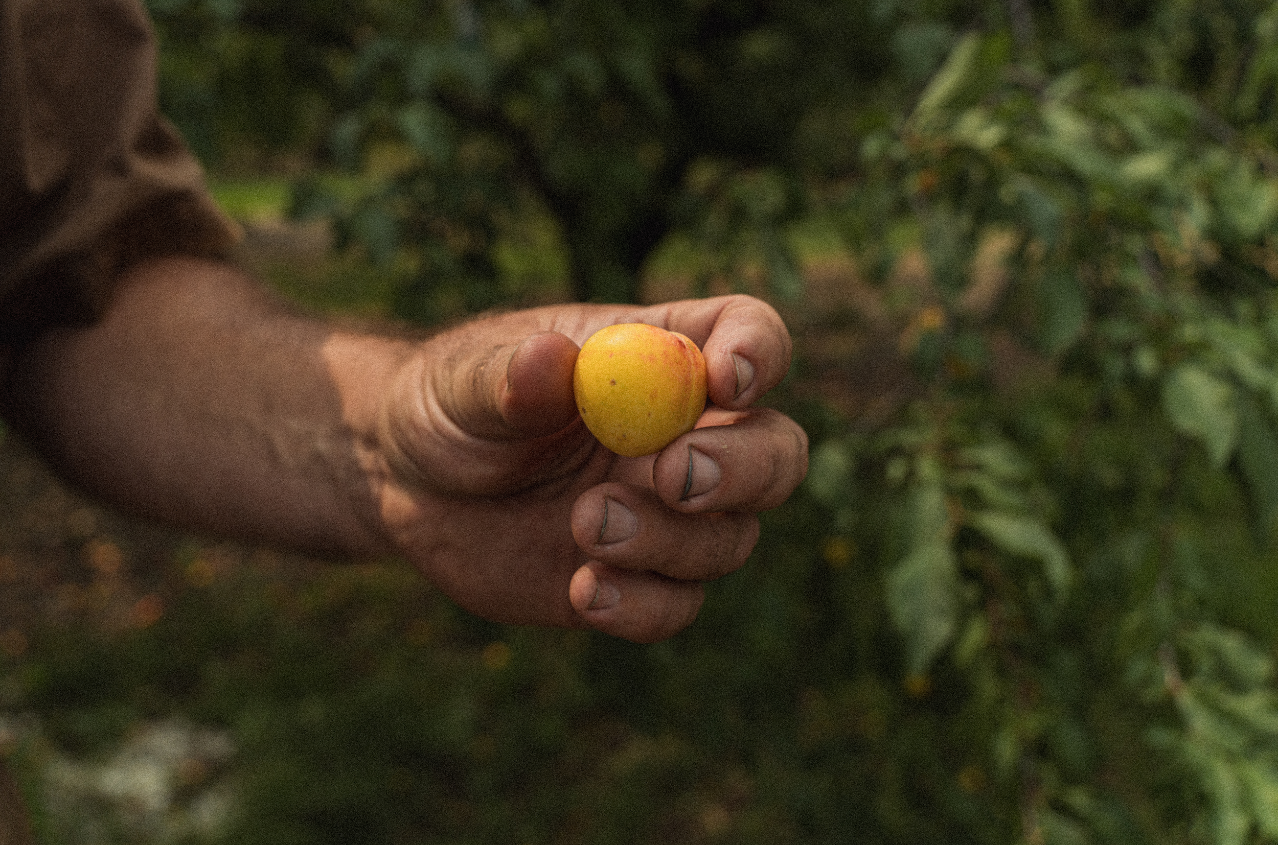 Close-up of a person's hand holding a small, round, yellow and orange apple in an orchard with blurred green foliage in the background.