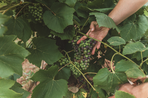 Hands tending a cluster of grapes on the vine