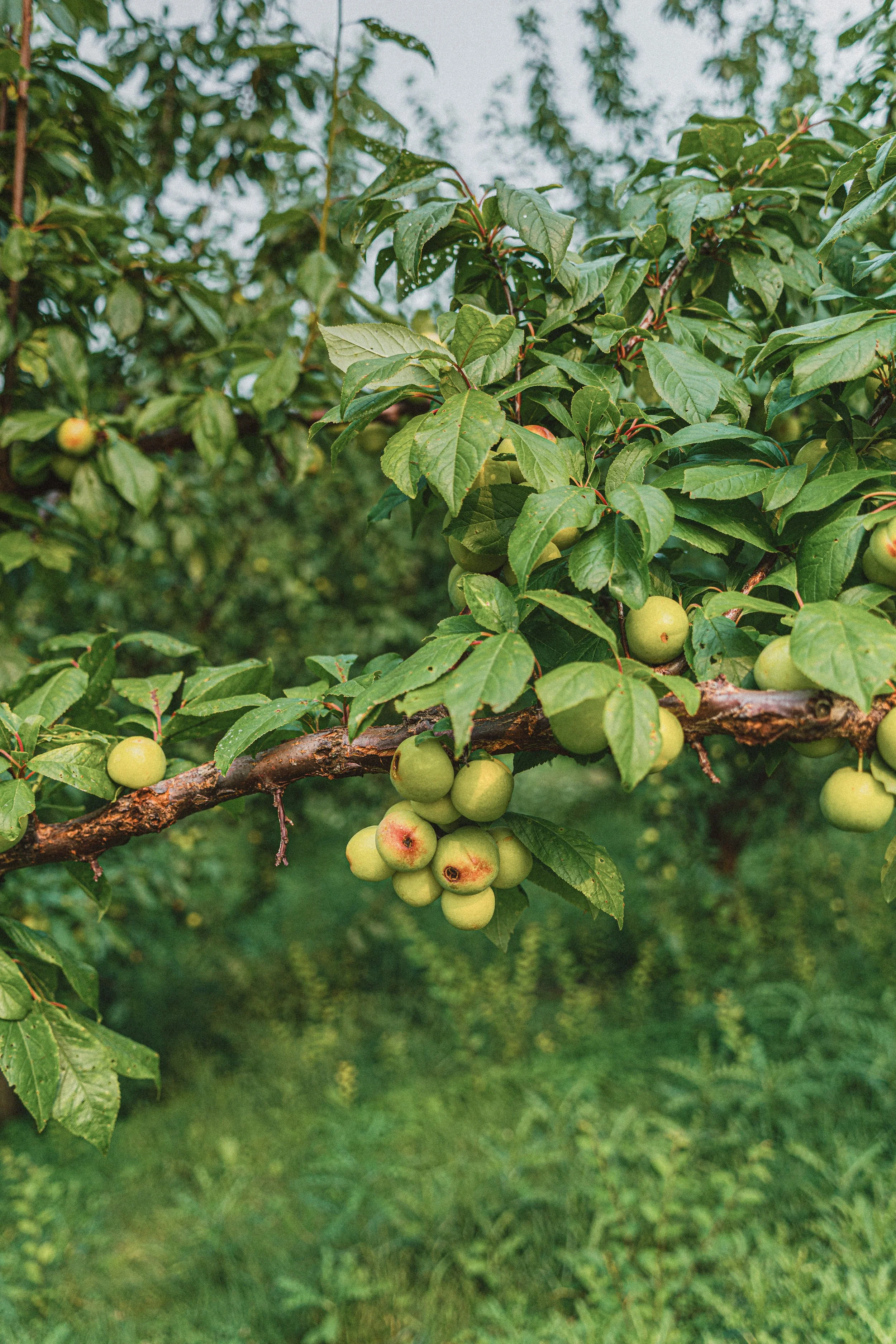 Farms &amp; Orchards 