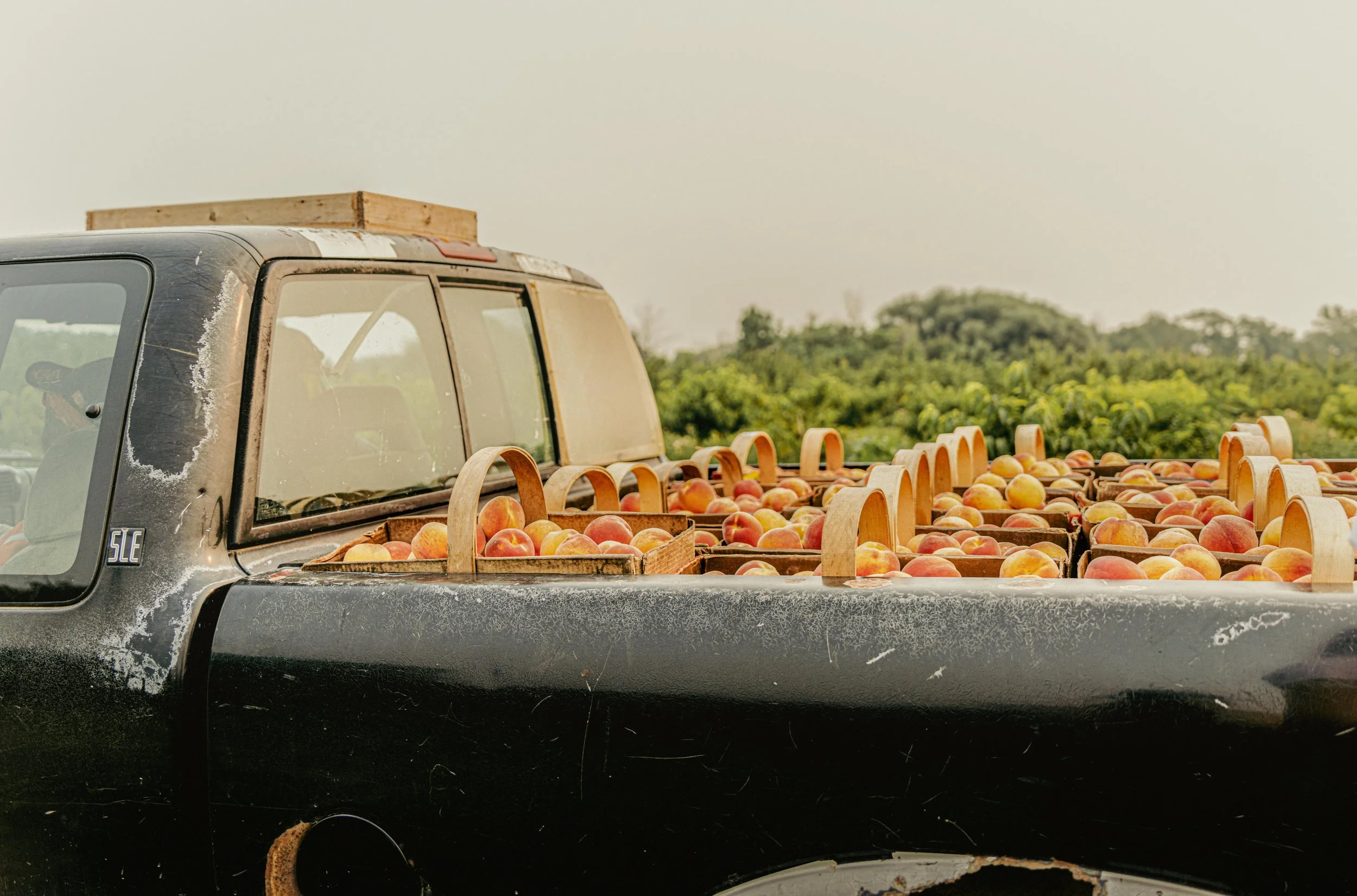 Ontario Orchard photography-3.jpg