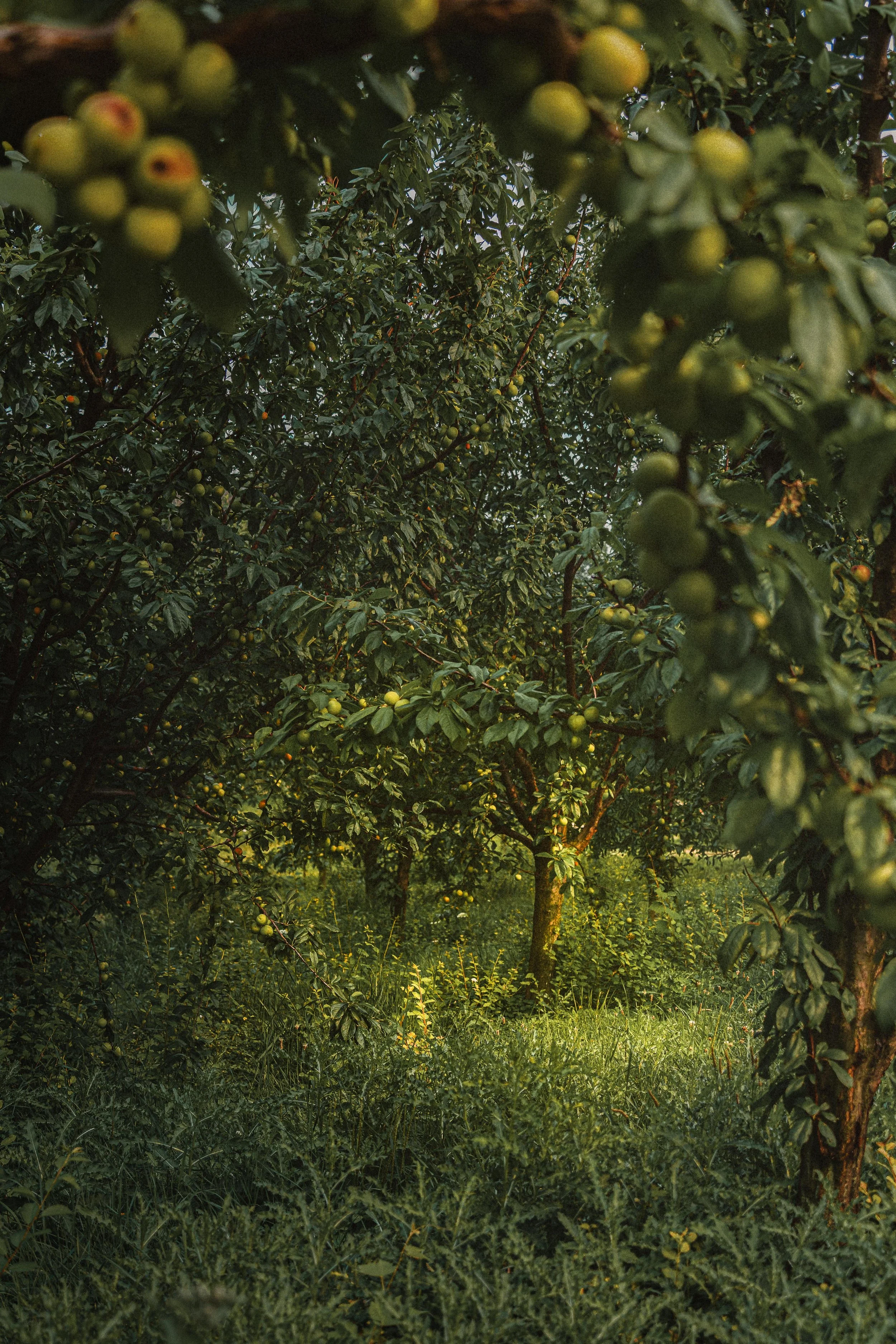 Ontario Orchard photography.jpg