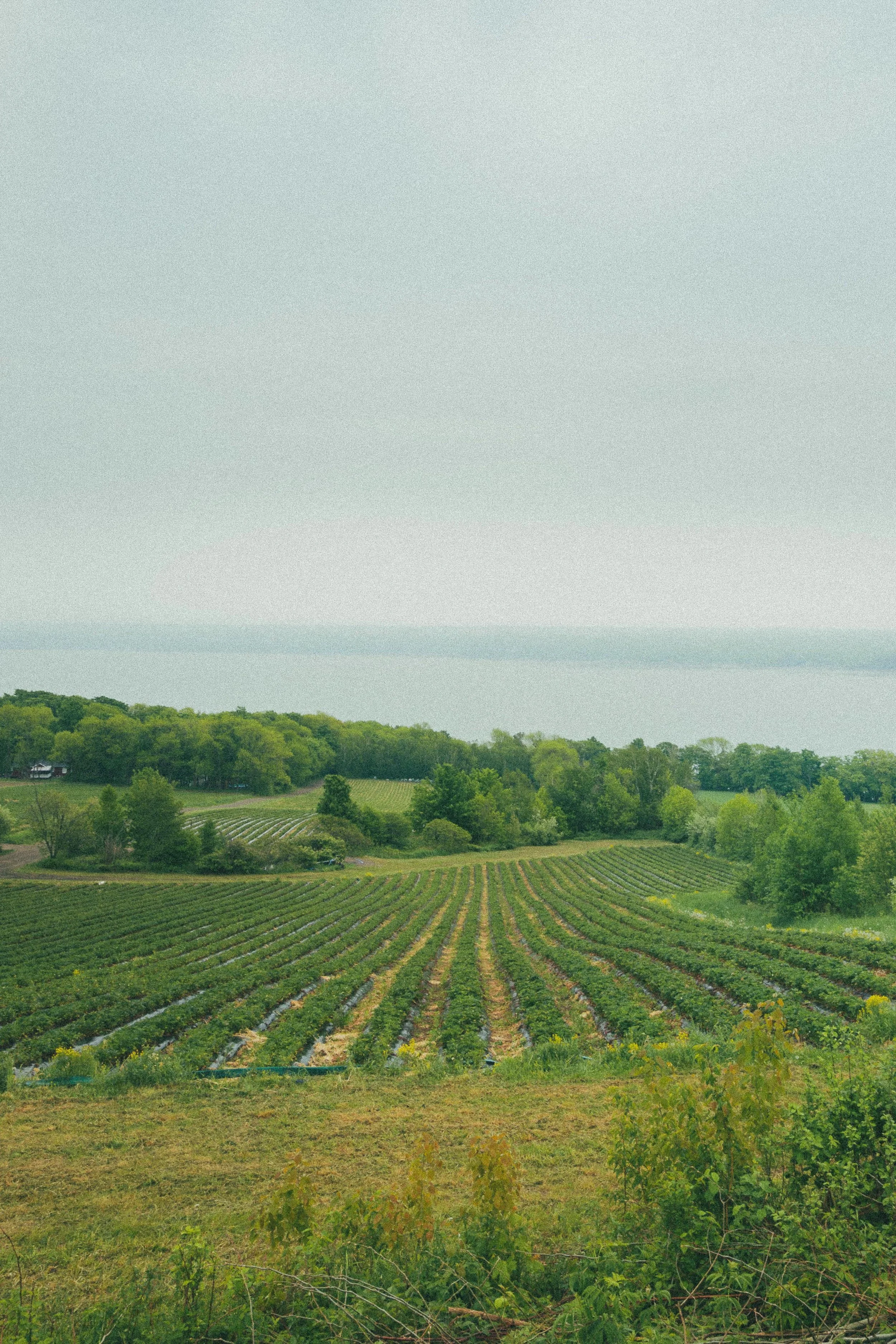 Ontario Orchard photography-10.jpg