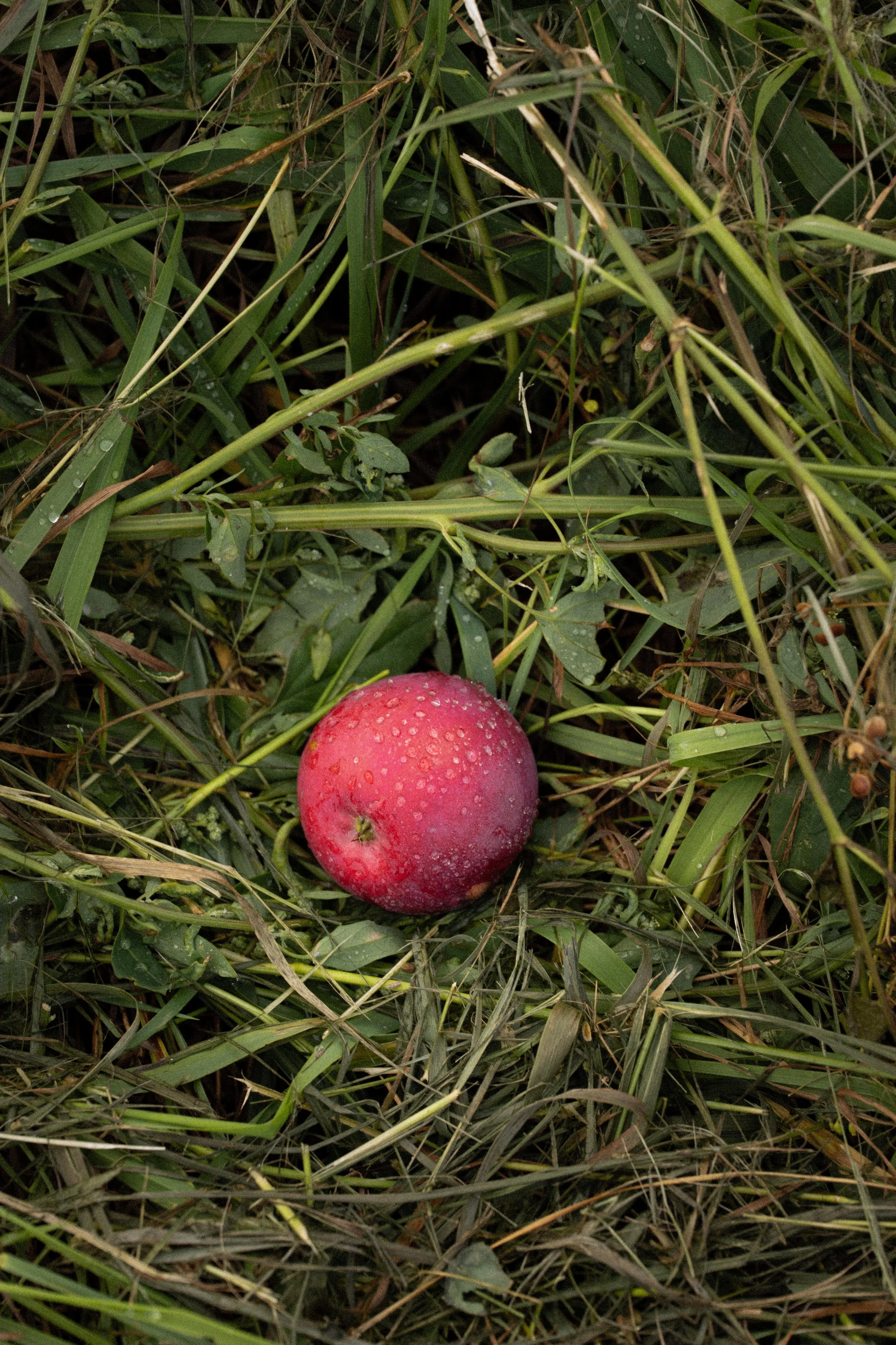 Canadian apple Orchard photography-2.jpg