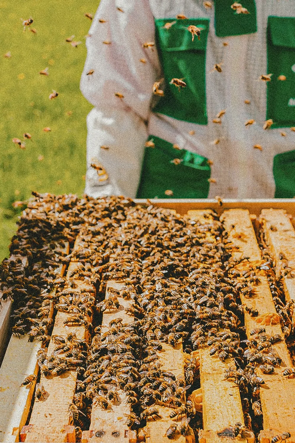Frame full of bees