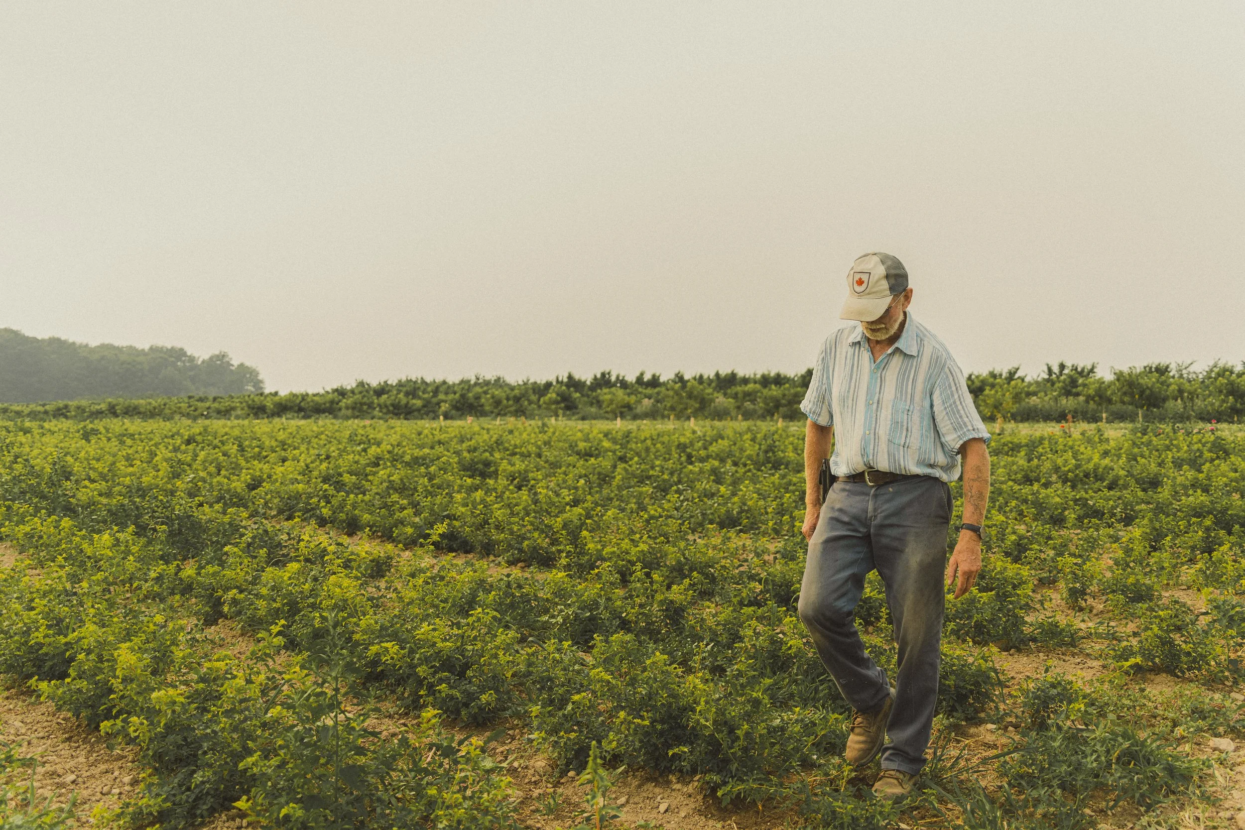 An elderly man with a beard wearing a striped shirt, jeans, and a cap with a maple leaf emblem, walking through a field of green plants.