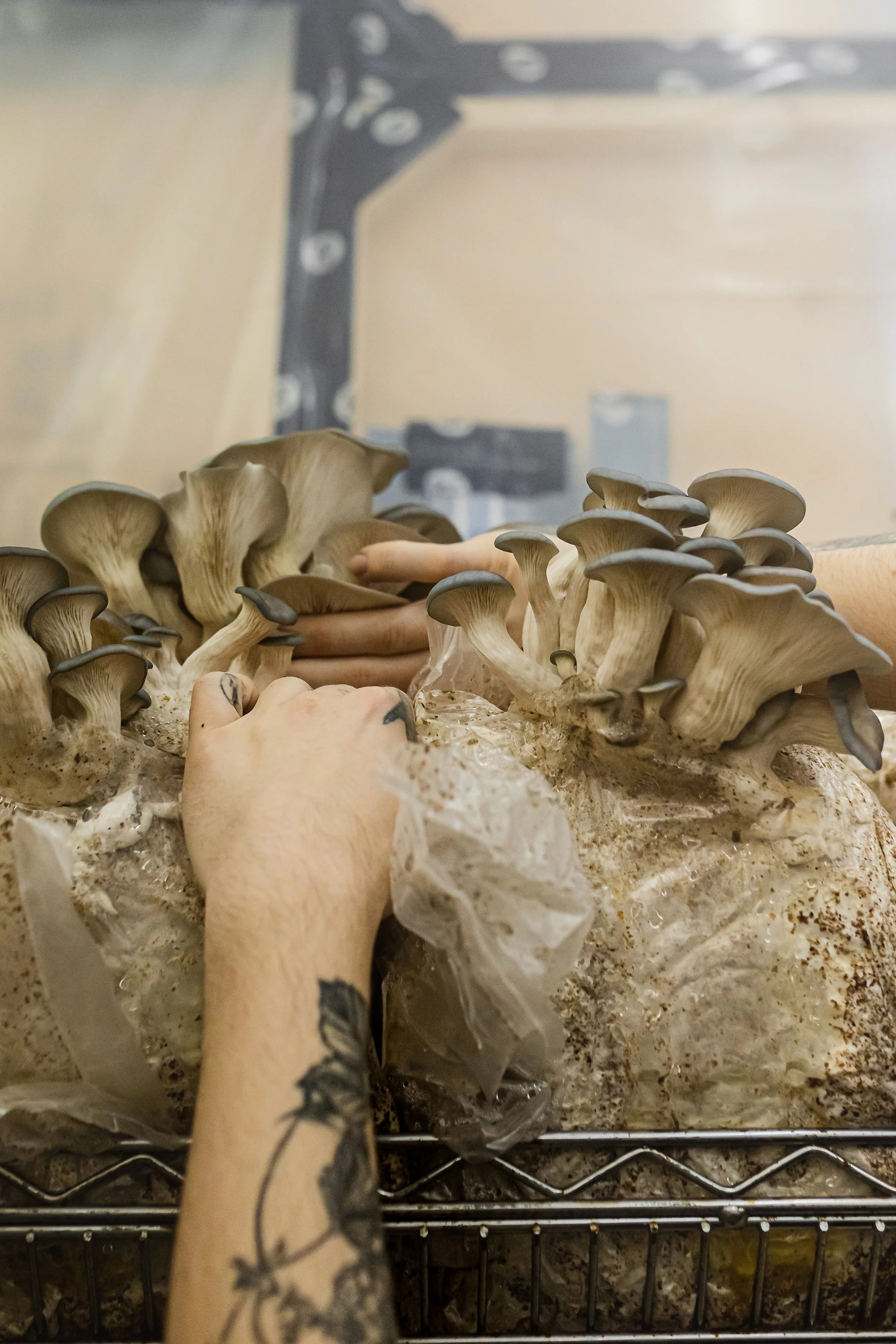 mushroom story-43.jpg