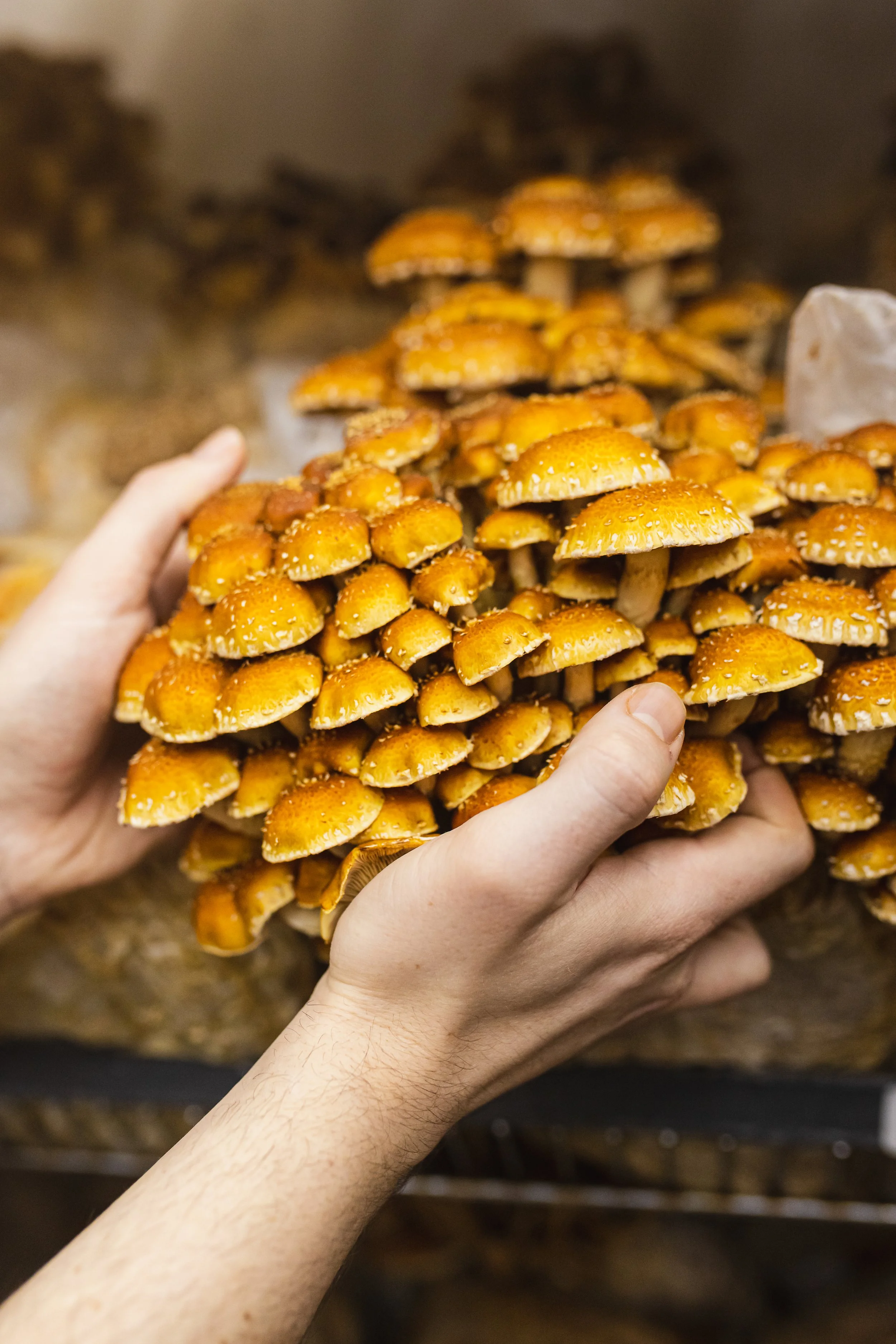 mushroom story-40.jpg