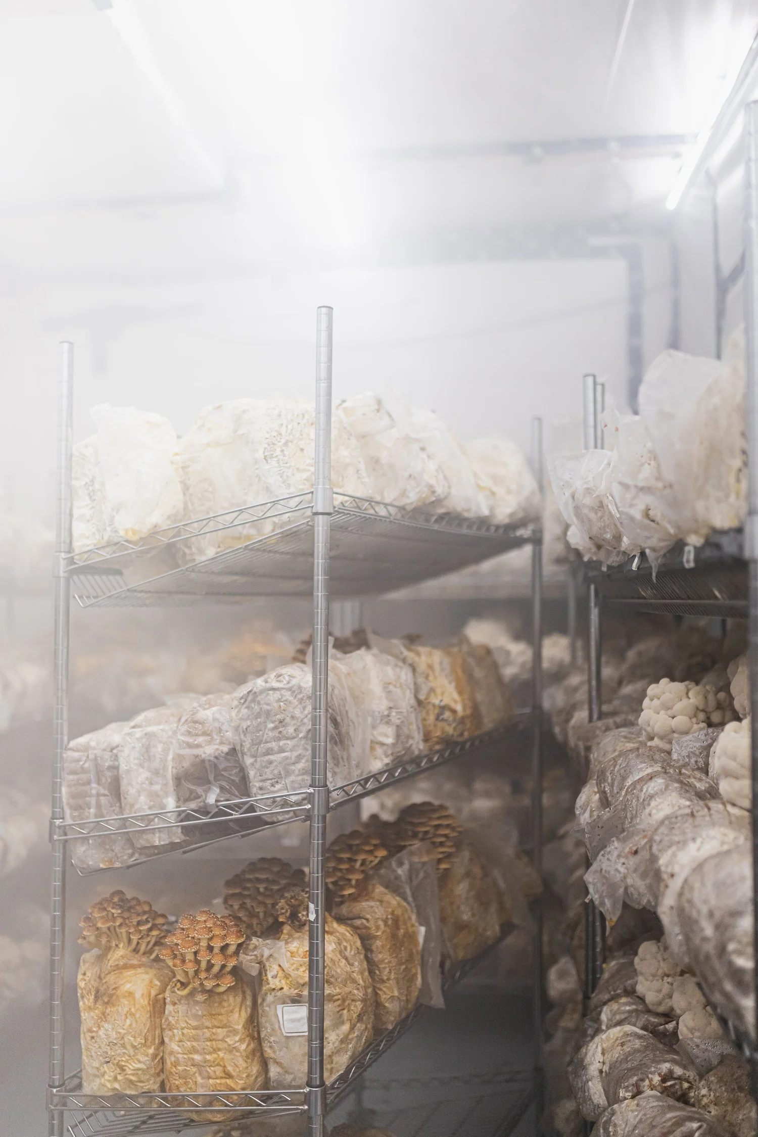 Misty mushroom grow racks