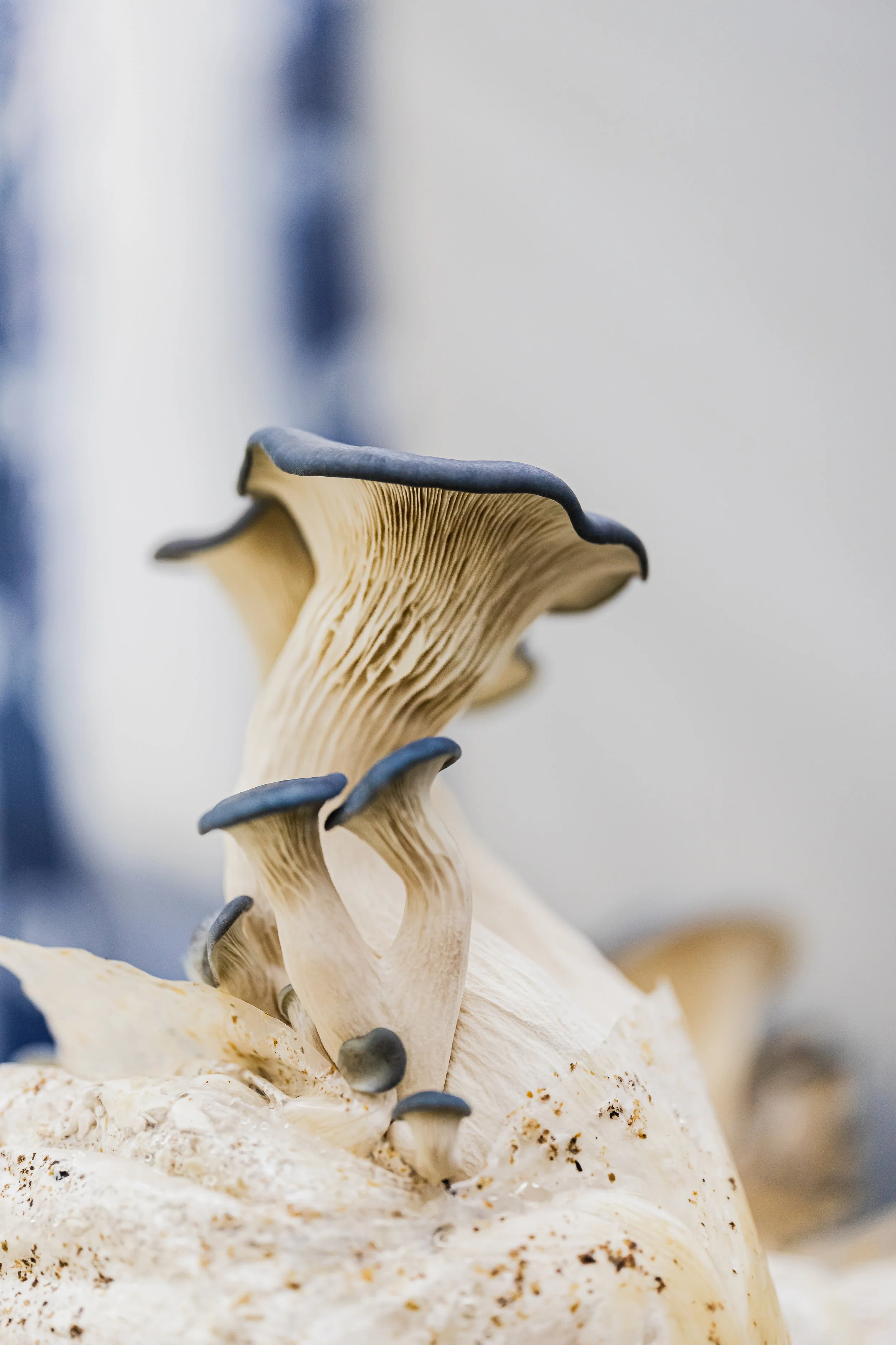 mushroom story-14.jpg