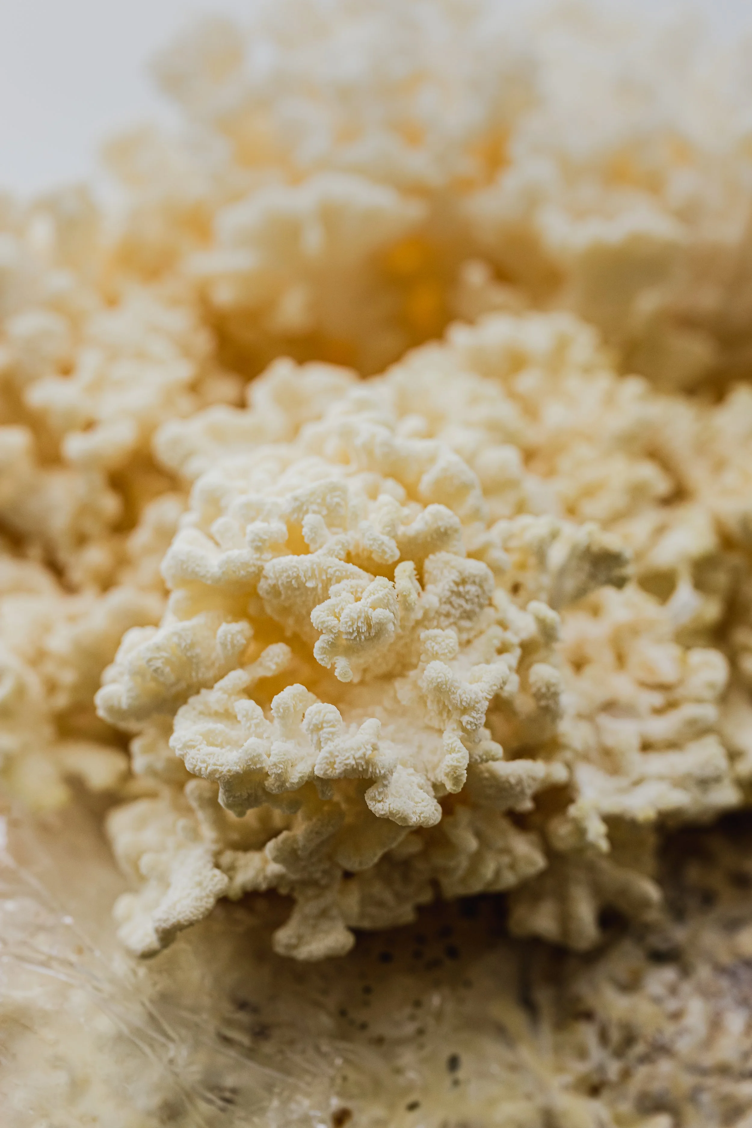mushroom story-18.jpg