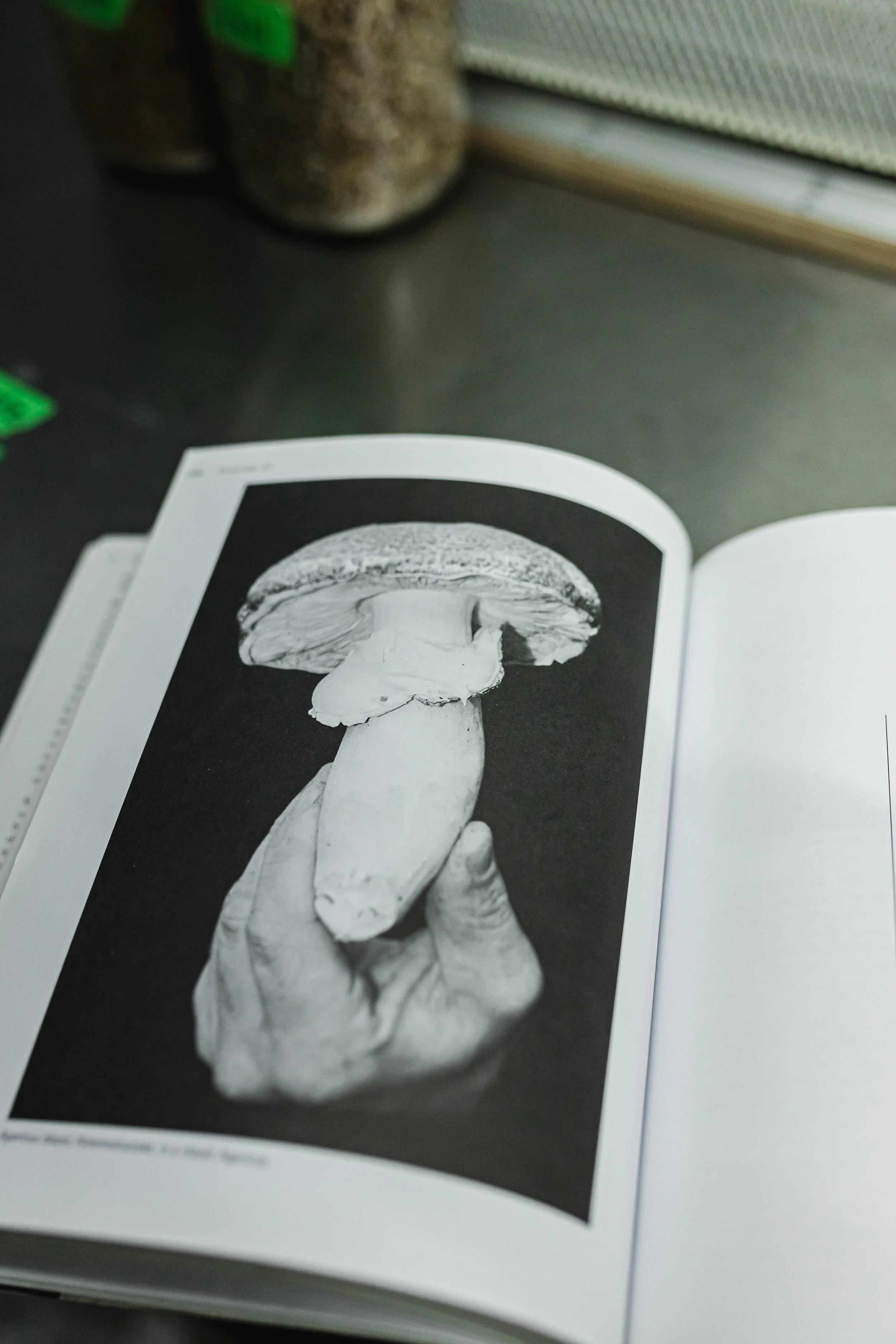 mushroom story-33.jpg