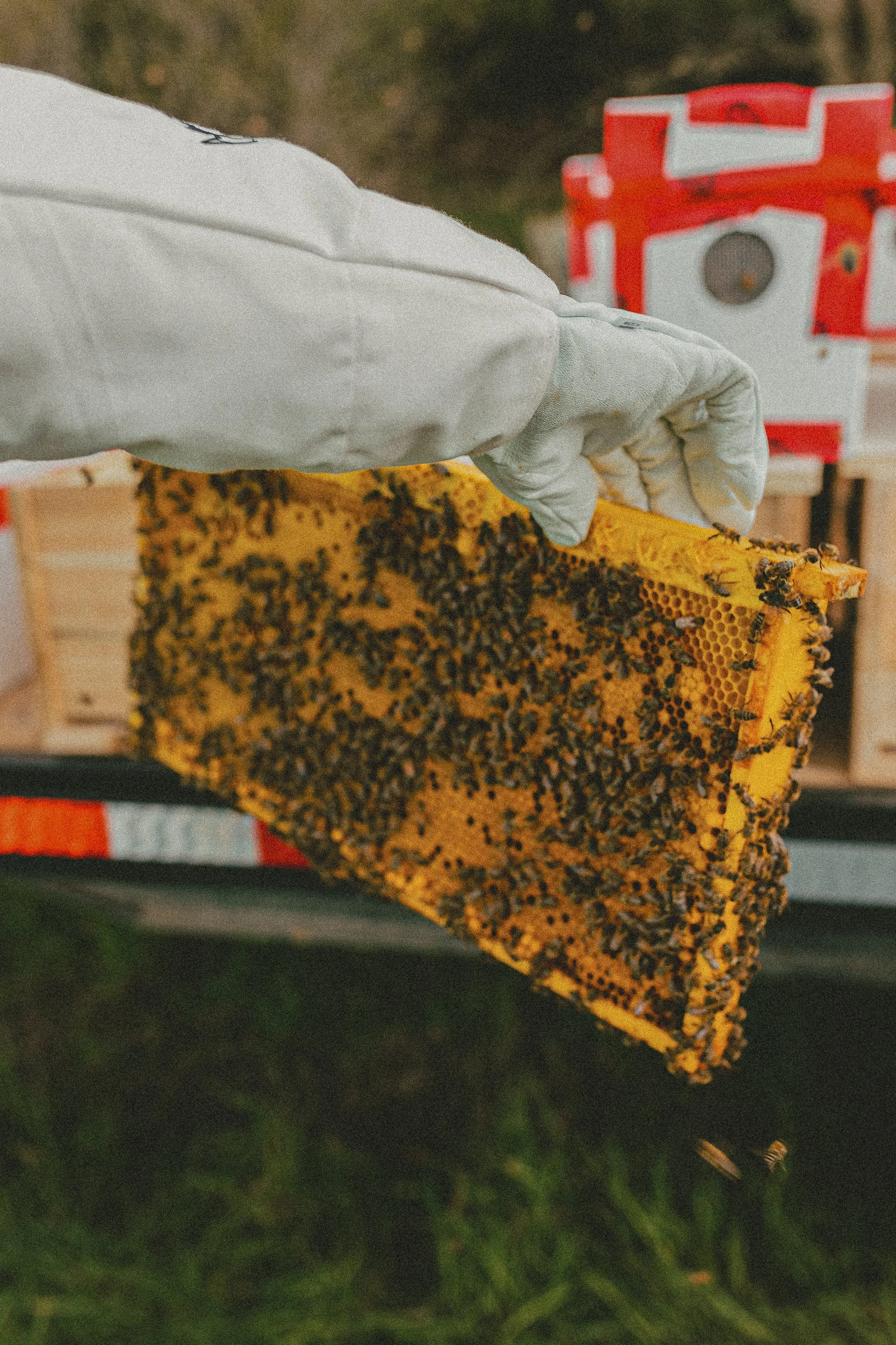 Apiaries &amp; Honey