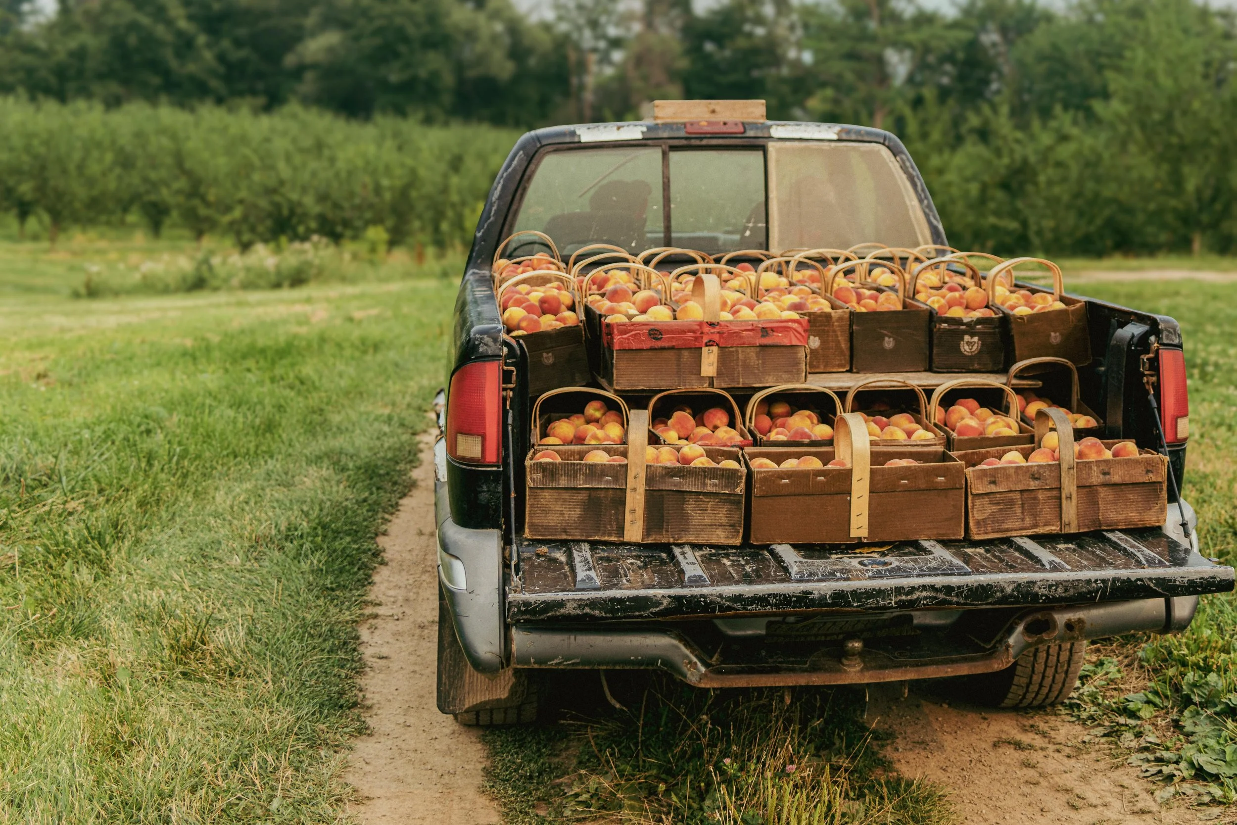A pickup truck in a field loaded with baskets of peaches for harvesting.