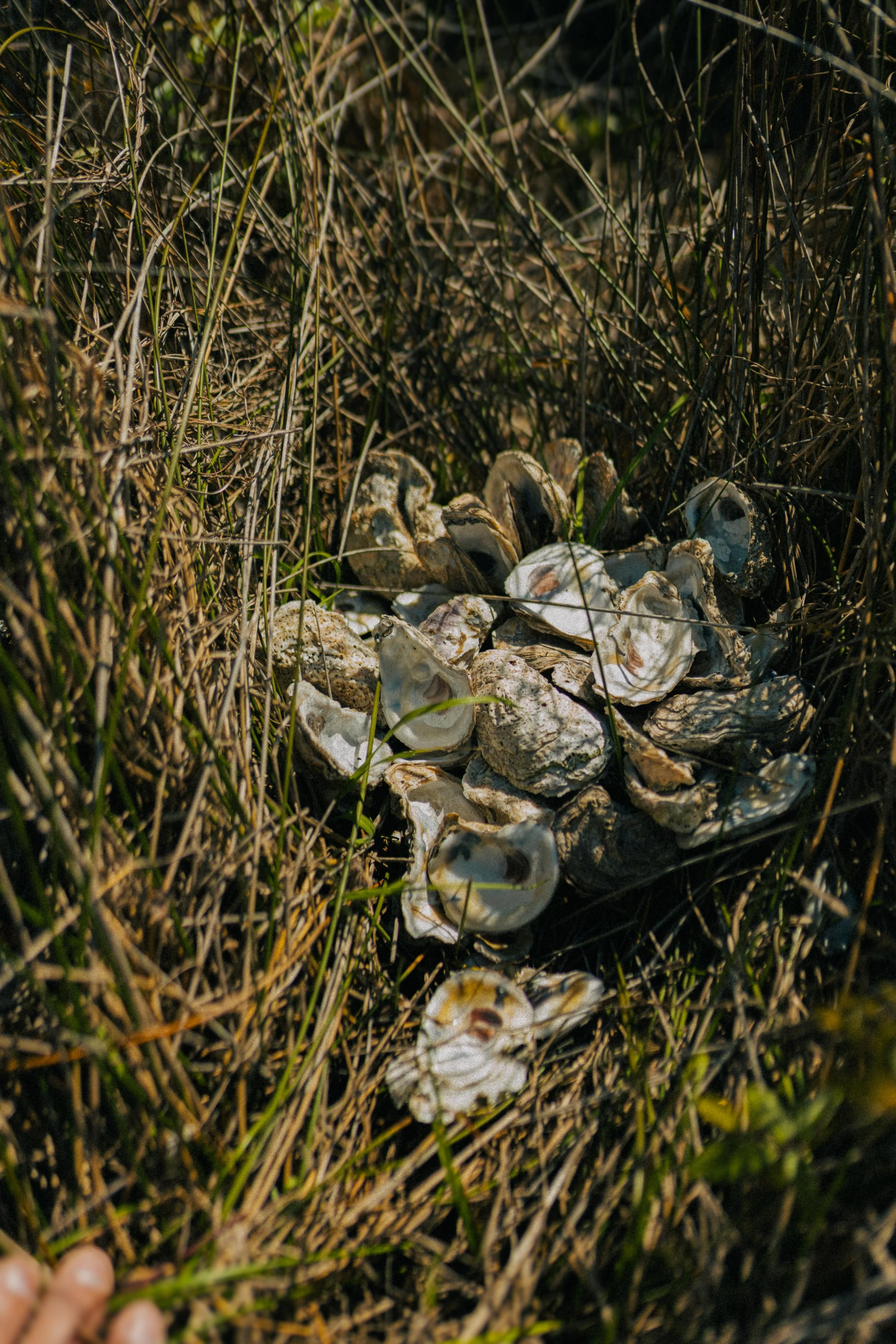 Collection of oyster shells on the ground amidst dry grass and plants.