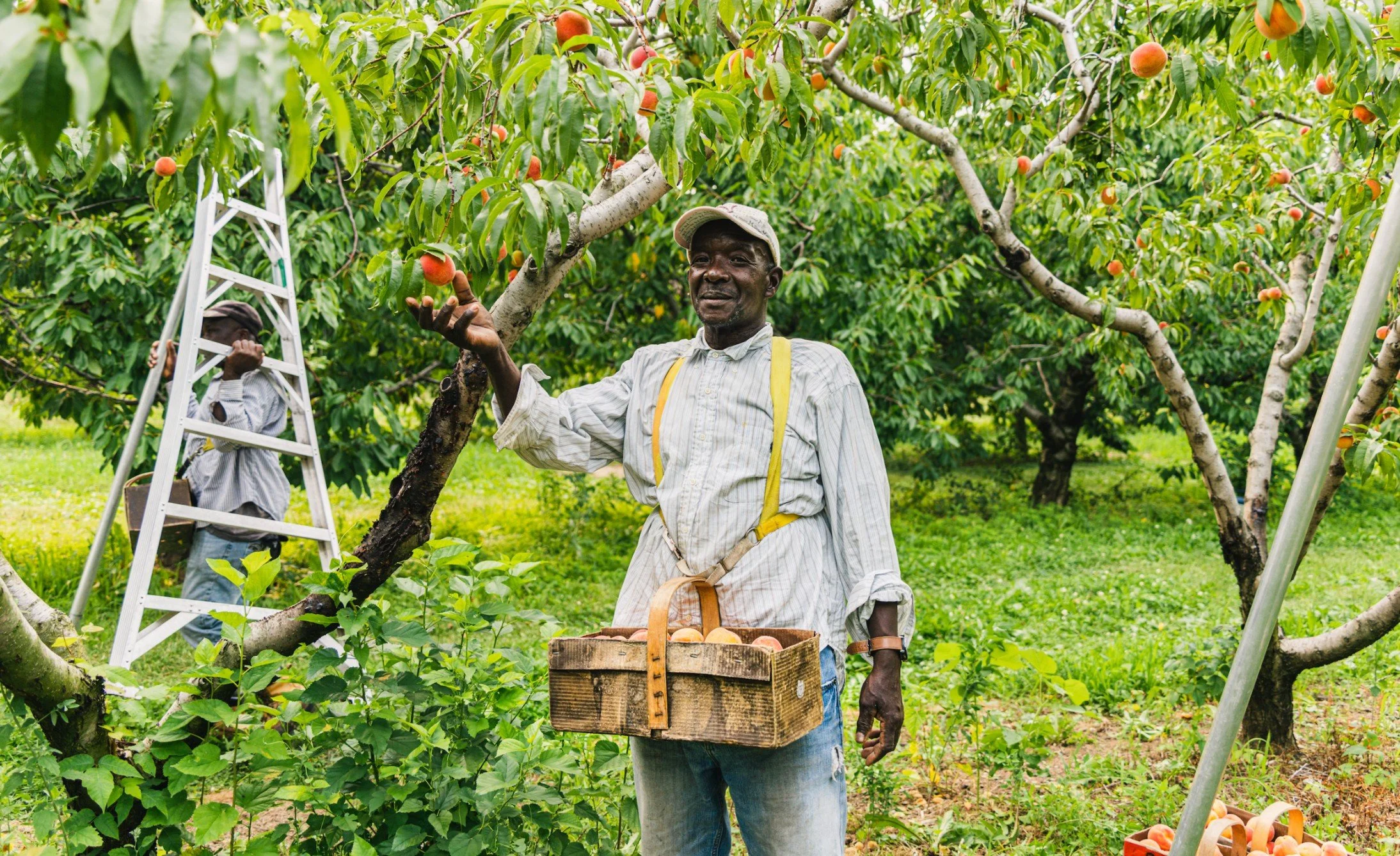 An orchard worker holding a basket of peaches among the trees, farm documentary photography by A. Wood