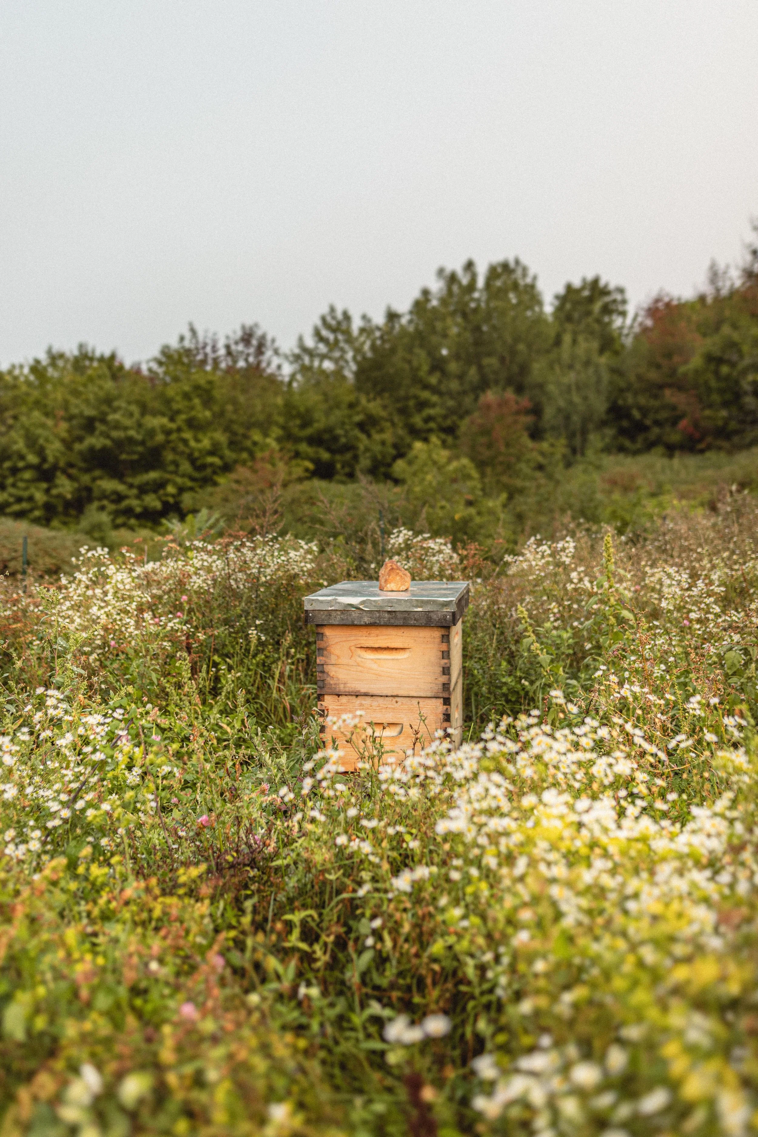 A wooden bee hive box placed on a field of white and yellow wildflowers with shrubbery and trees in the background under a gray sky.