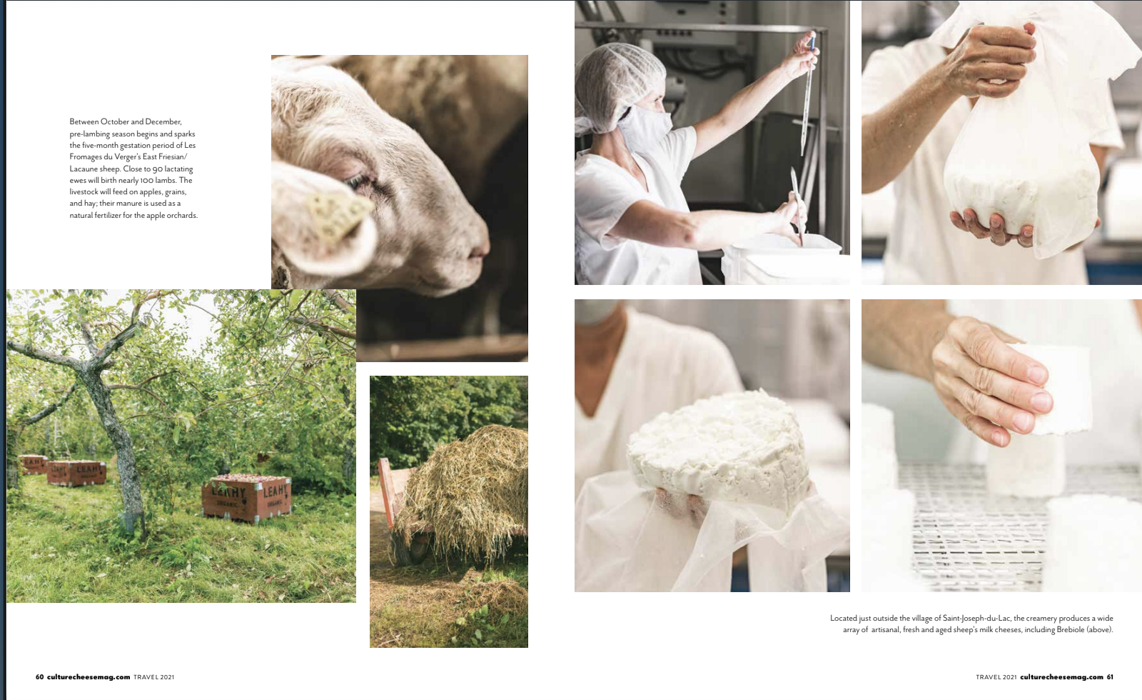 A collage of images related to cheese production and dairy farming. Includes a portrait of a sheep, a person working in a cheese-making facility, cheese being molded, apple orchards with boxes, and a hay wagon in a farm setting.