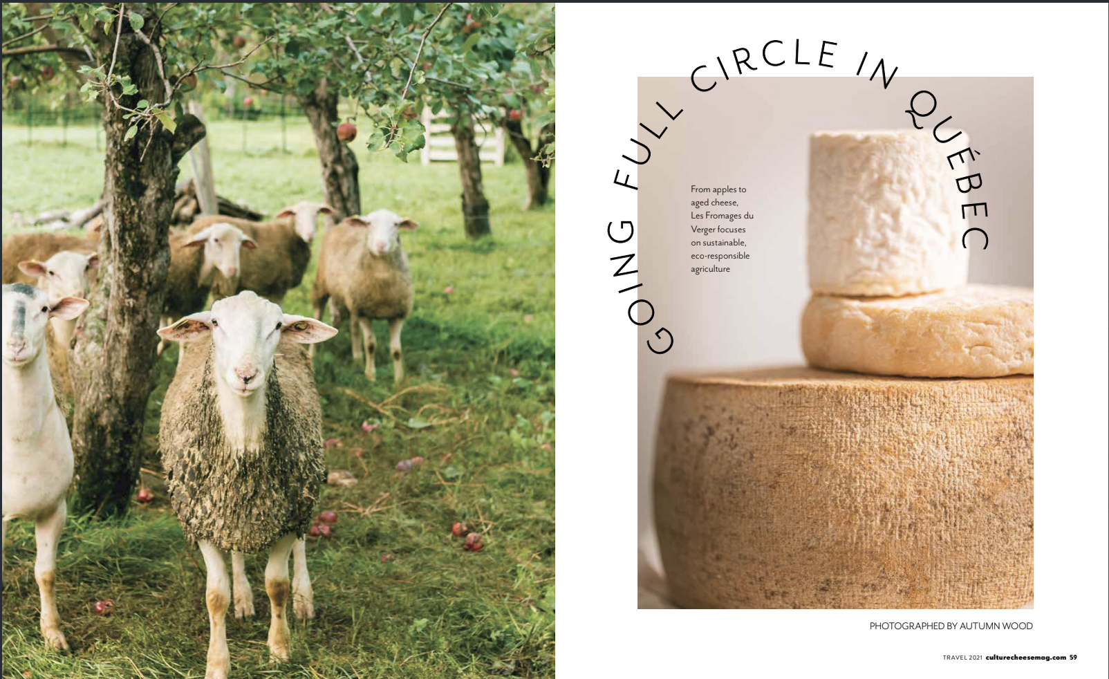 A farm scene featuring goats and sheep under apple trees with fallen apples on the grass, and a page showing a close-up of cheese with text about full circle in Quebec and sustainable farming.