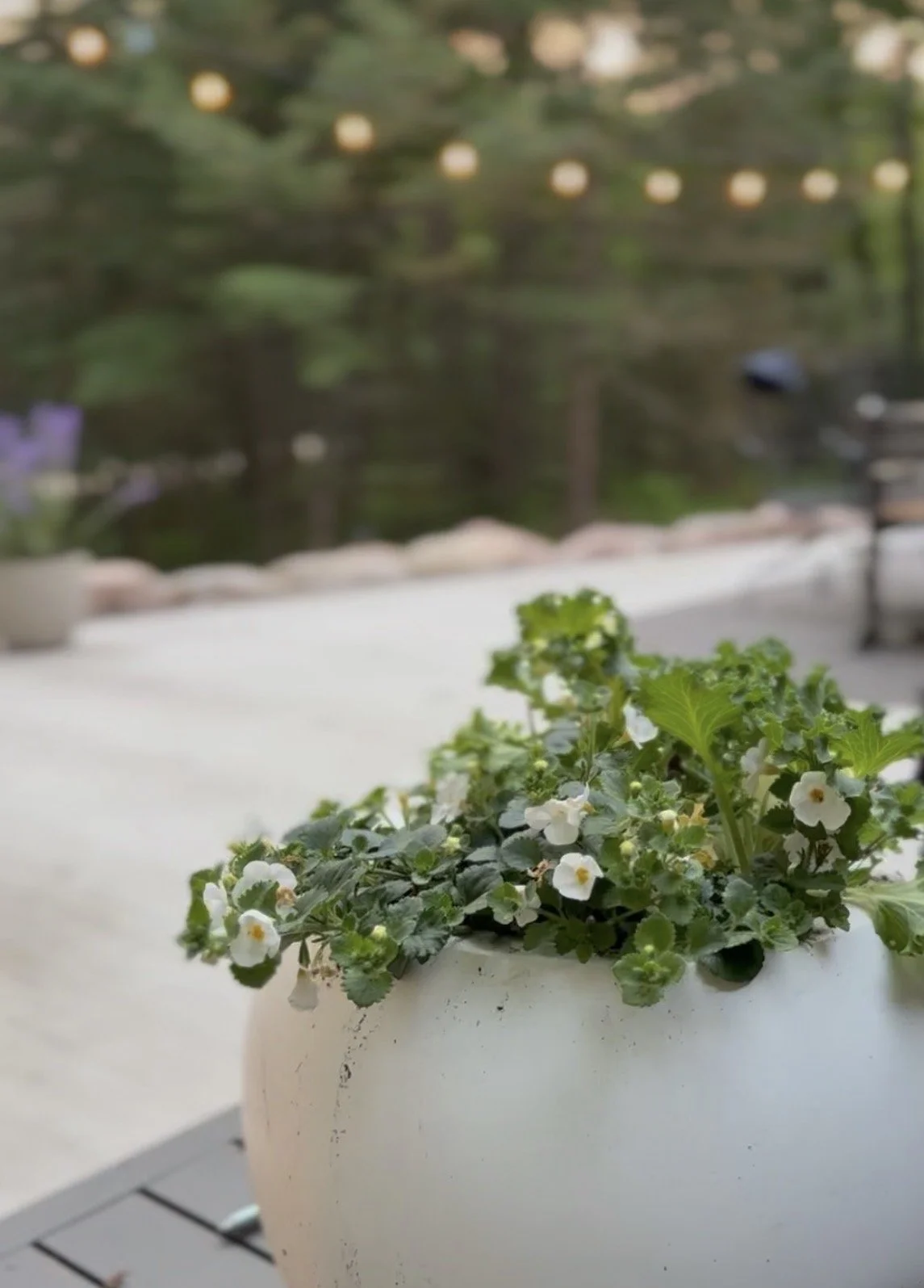 Close-up of a white ceramic pot with green leafy plants and small white flowers, on a balcony with blurred outdoor background including a pond with floating lanterns.