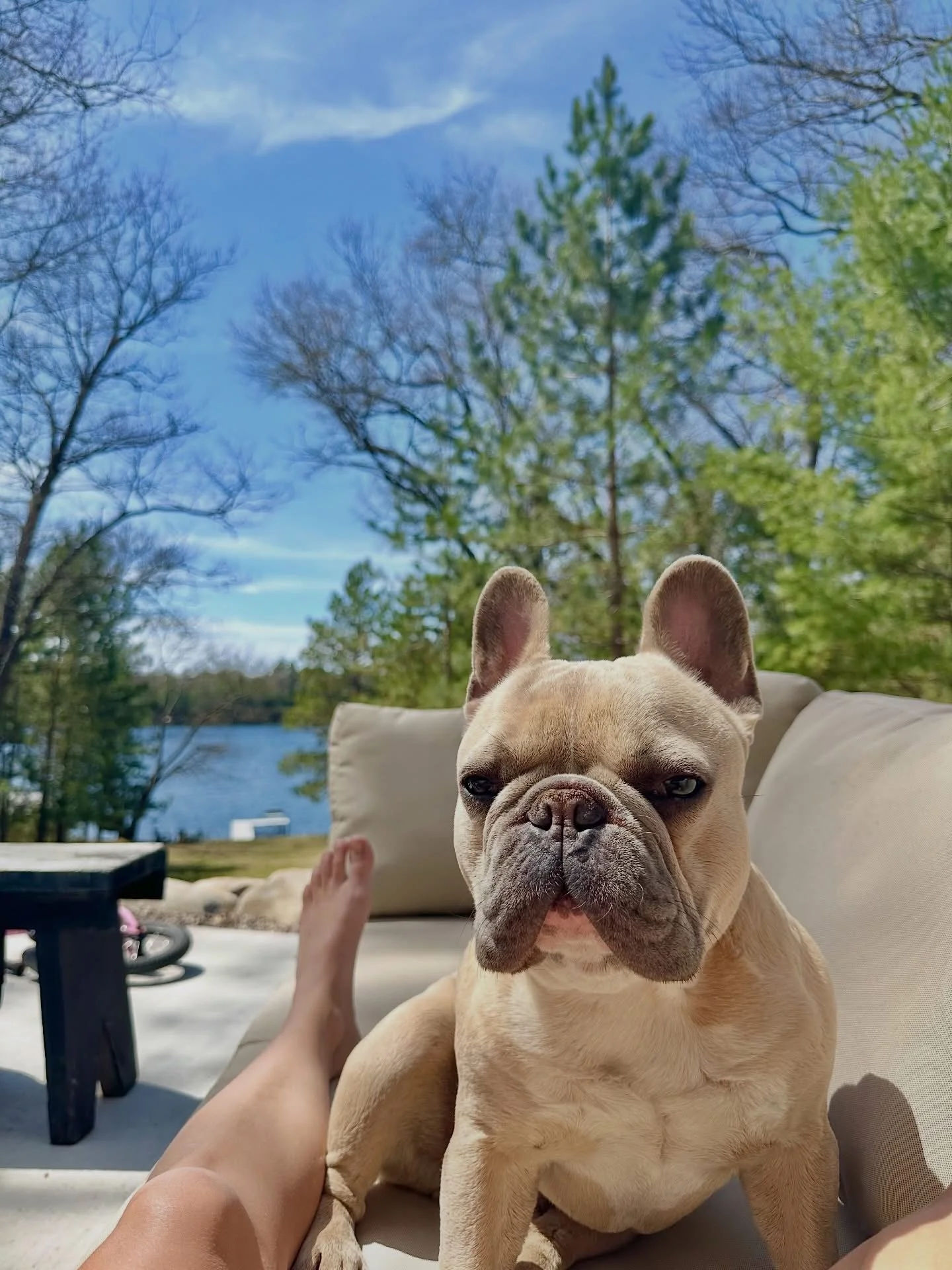 A fawn-colored French Bulldog sitting on outdoor furniture with a lake and trees in the background, under a blue sky with a few clouds.